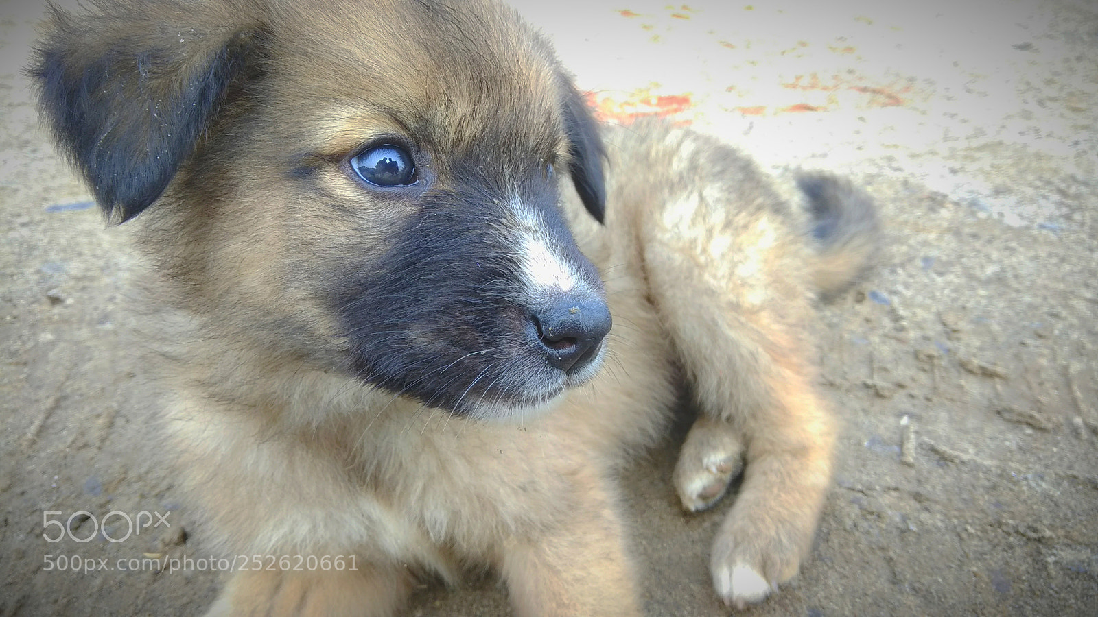 Xiaomi Redmi Note 4 sample photo. Photogenic puppy photography