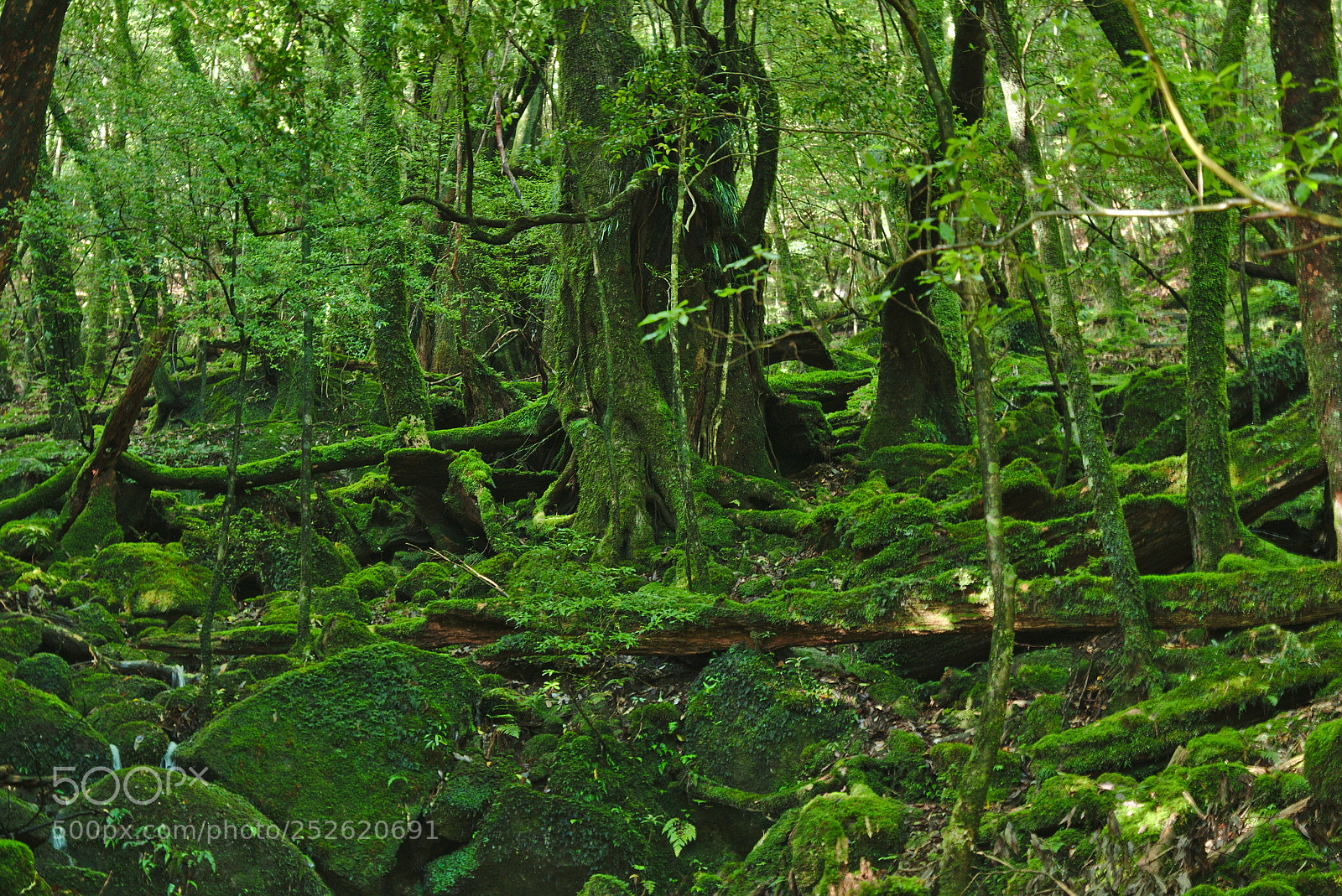 Fujifilm X-T1 sample photo. Forest photography