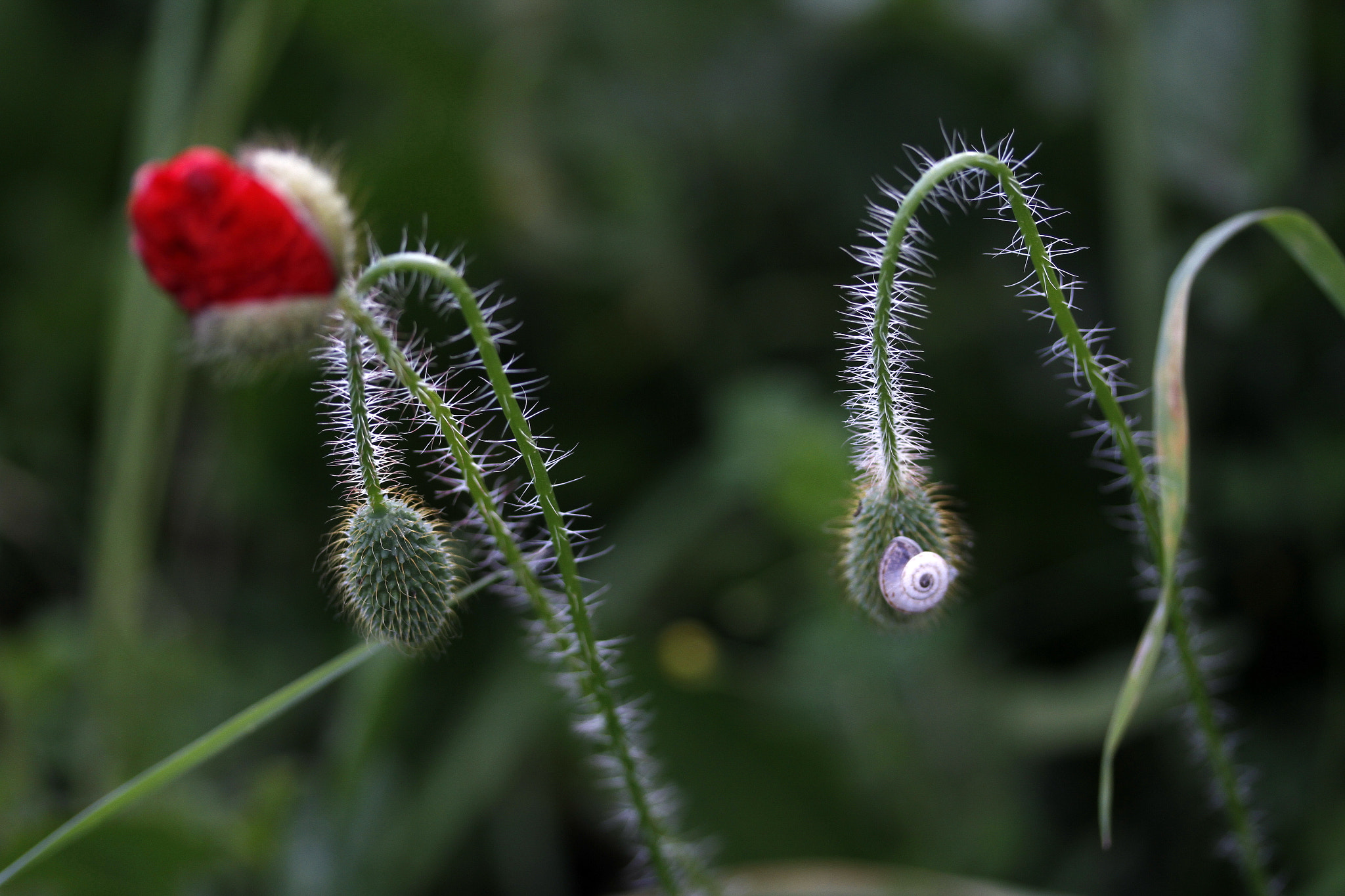 Canon EF-S 60mm F2.8 Macro USM sample photo