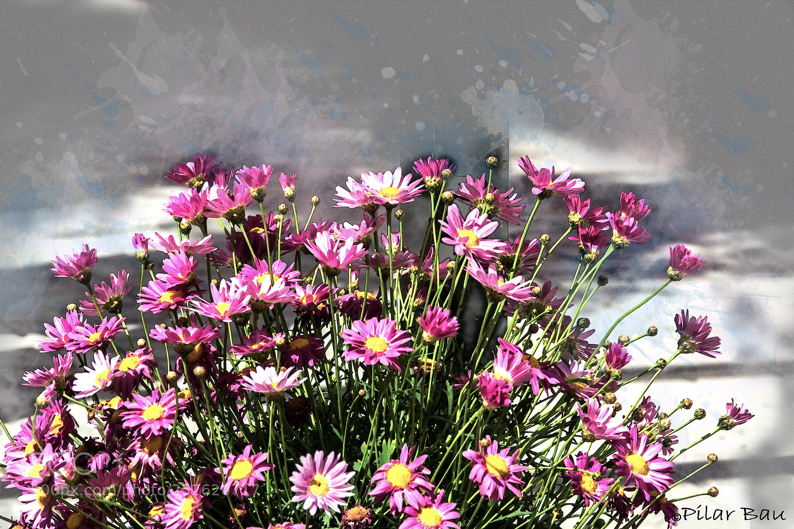 Nikon D3100 sample photo. Painting daisies - pintando photography