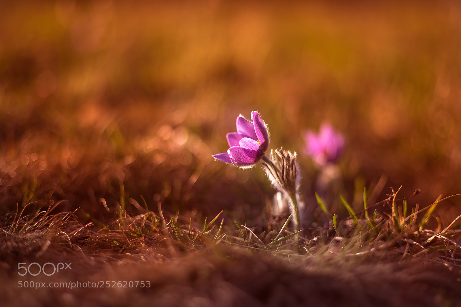 Canon EOS 6D Mark II sample photo. Koniklec photography