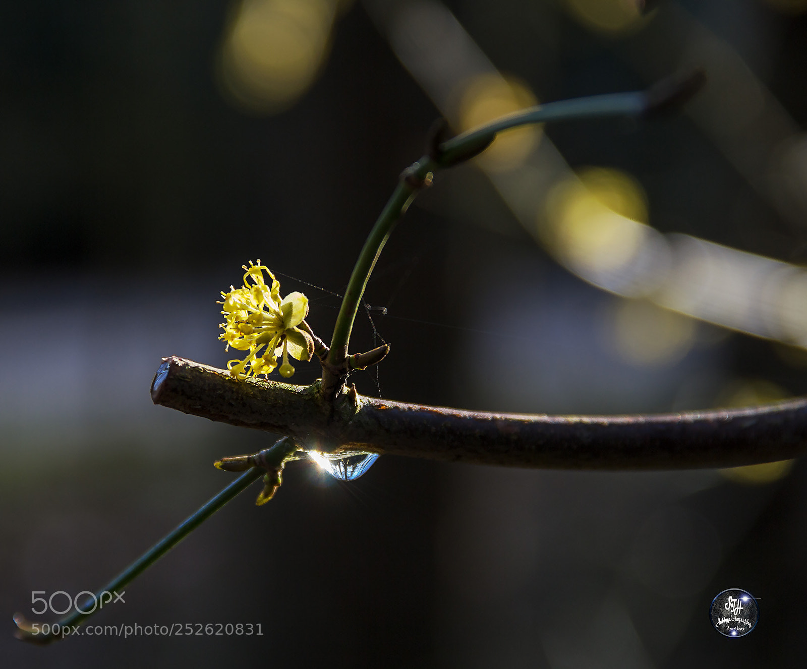 Canon EOS 60D sample photo. Yellow flower in sunlight photography