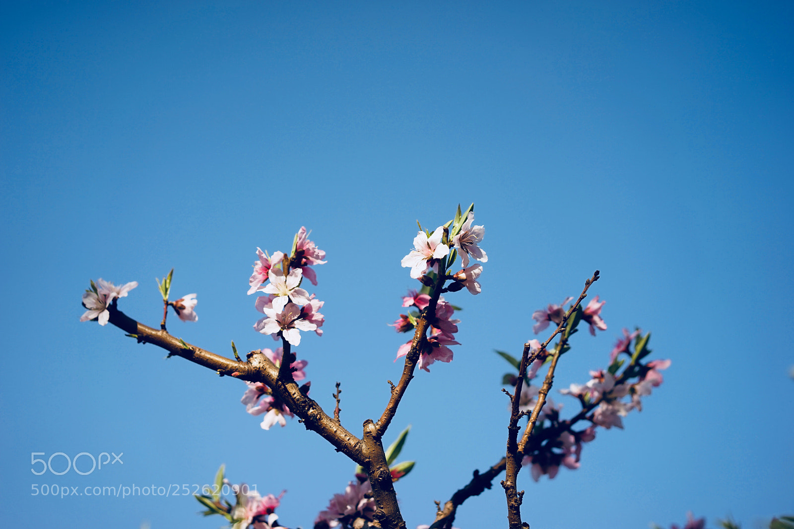 Sony a7 sample photo. Untitled photography