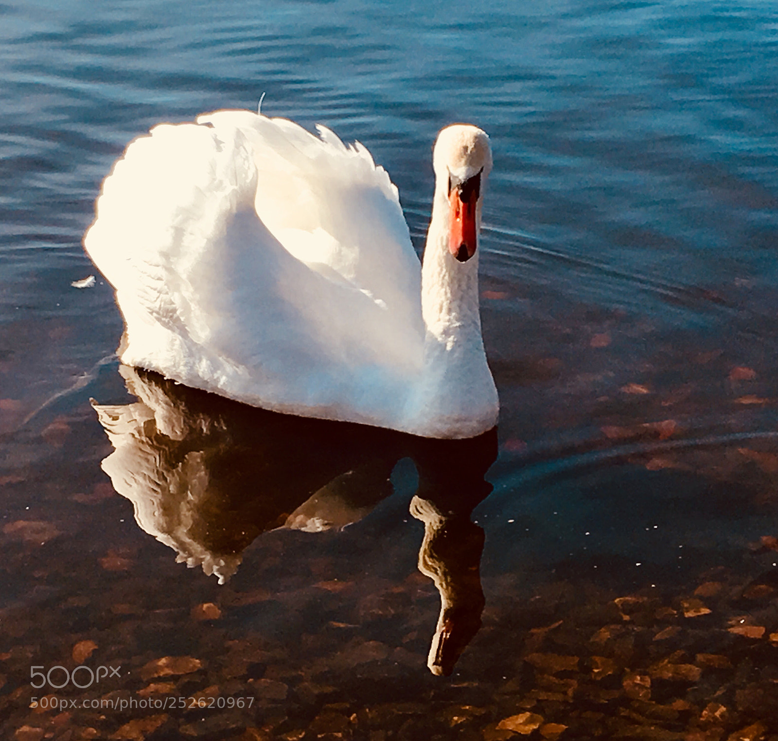 Apple iPhone SE sample photo. Лебедь  photography