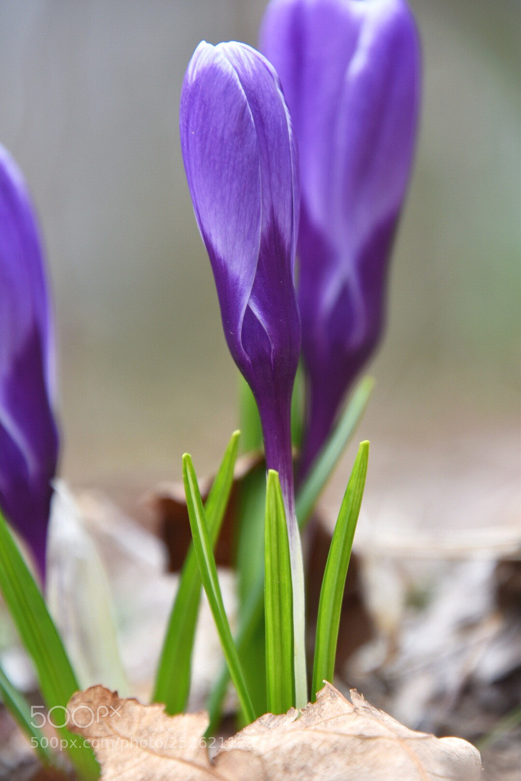 Nikon D5600 sample photo. Crocus and leaf photography