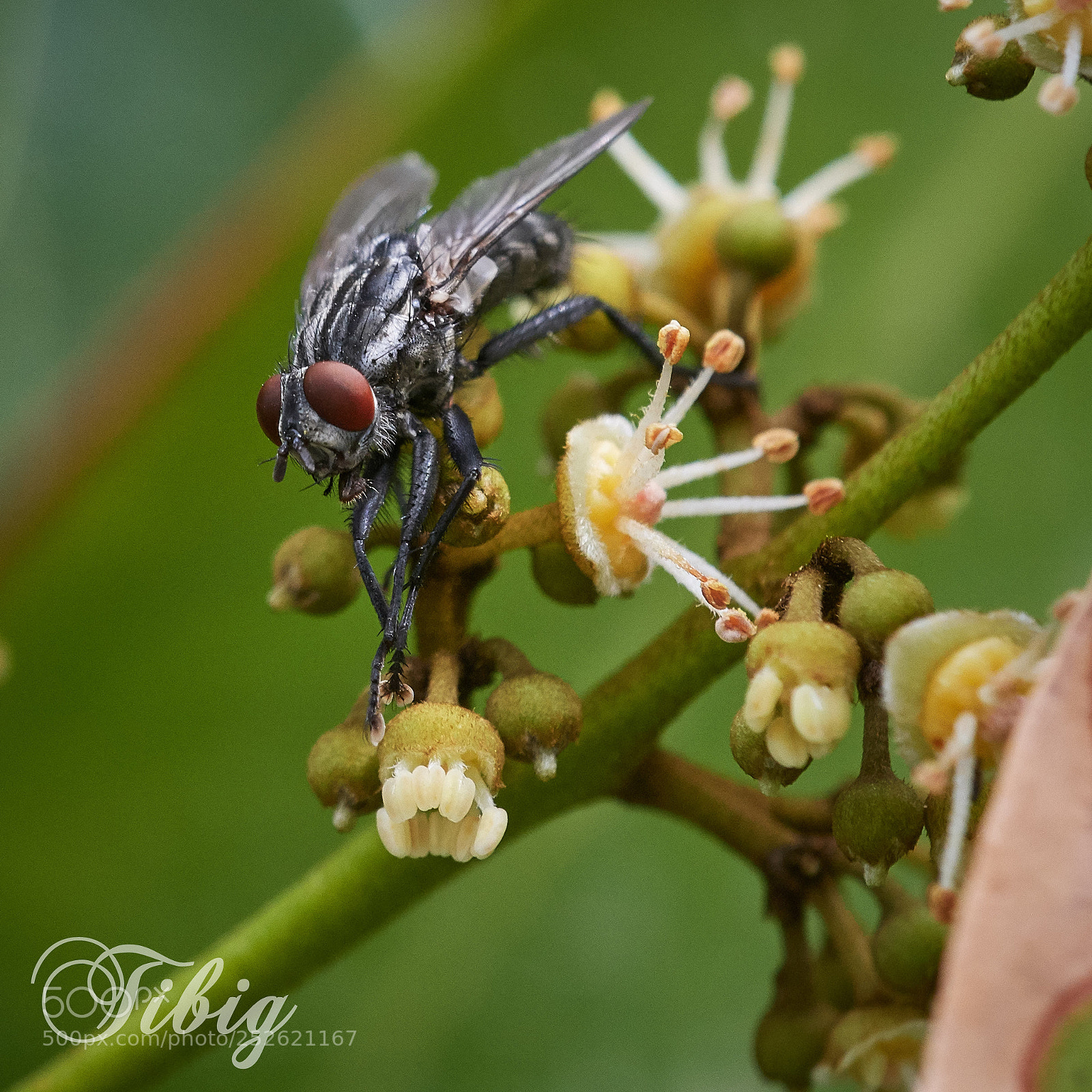 Nikon D500 sample photo. Portrait of a fly photography