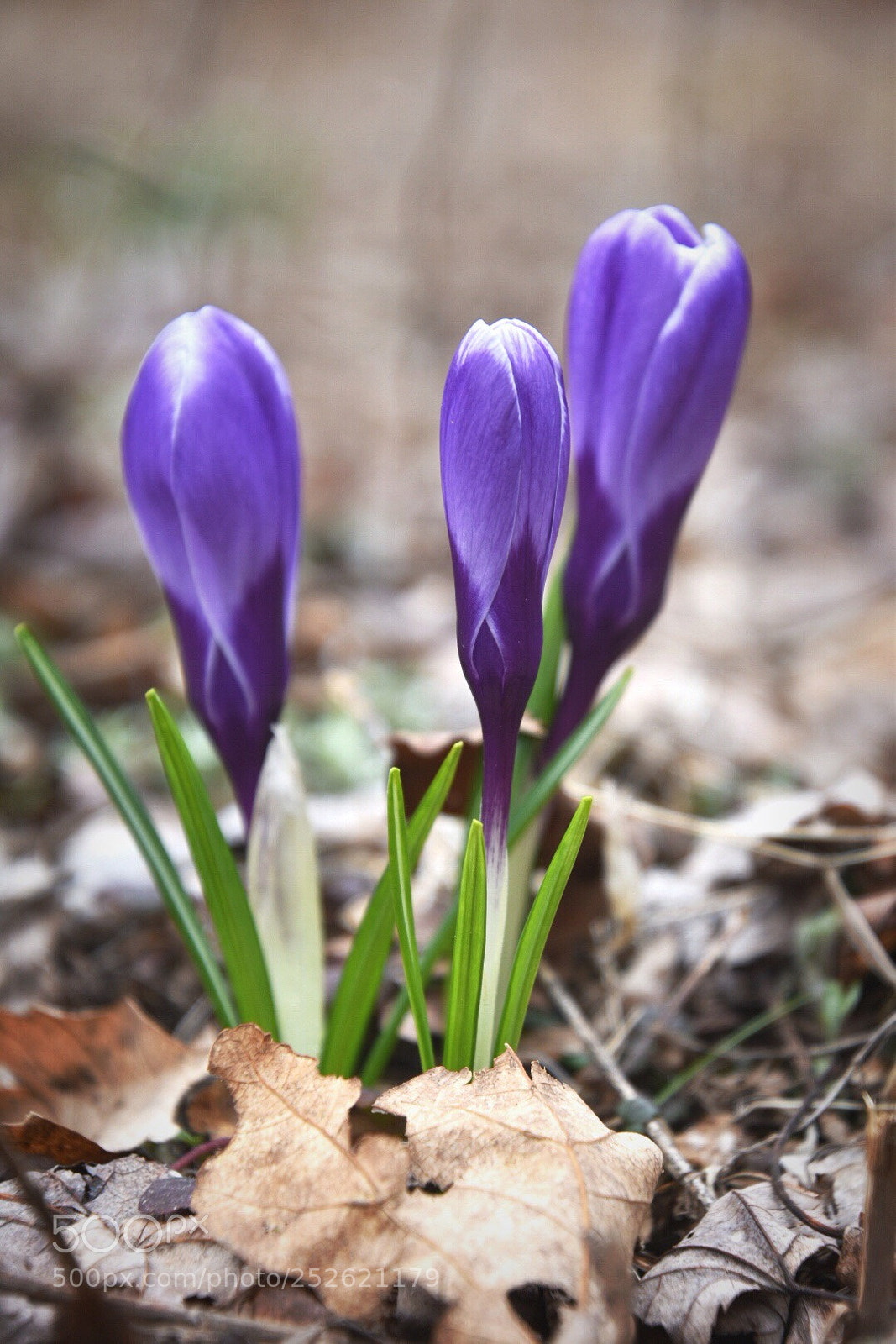 Nikon D5600 sample photo. Crocus trio
  photography