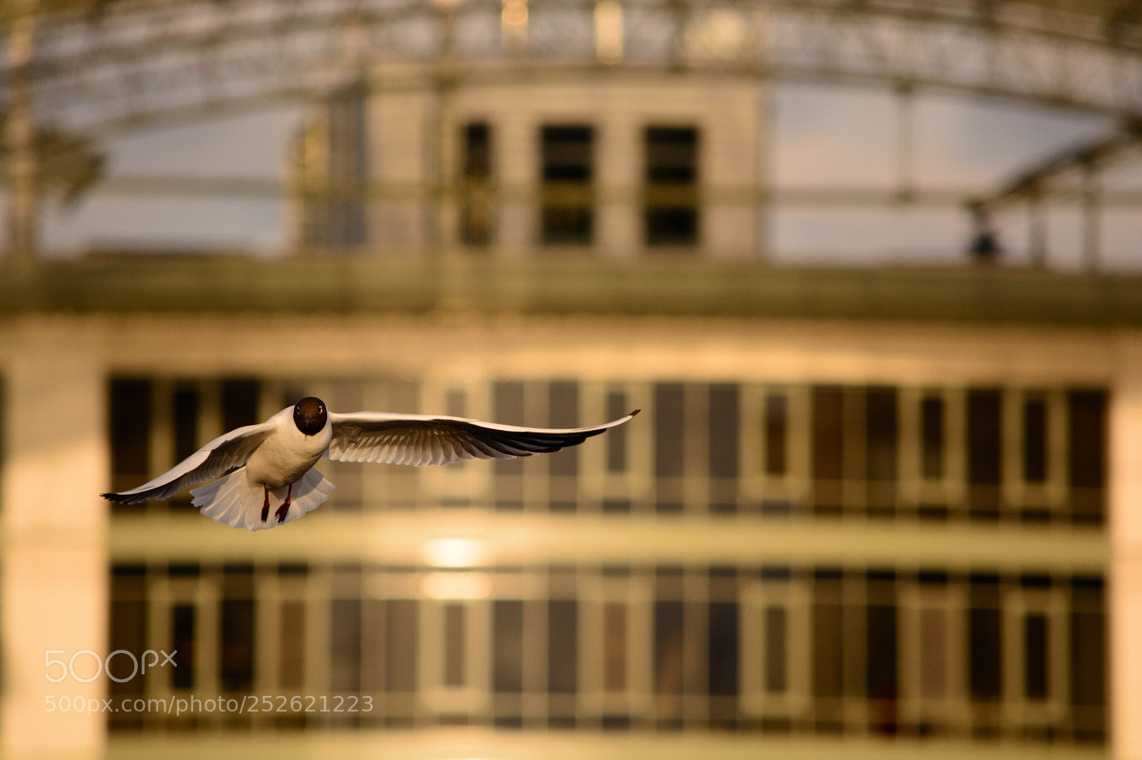 Nikon D5200 sample photo. Gull in flight photography