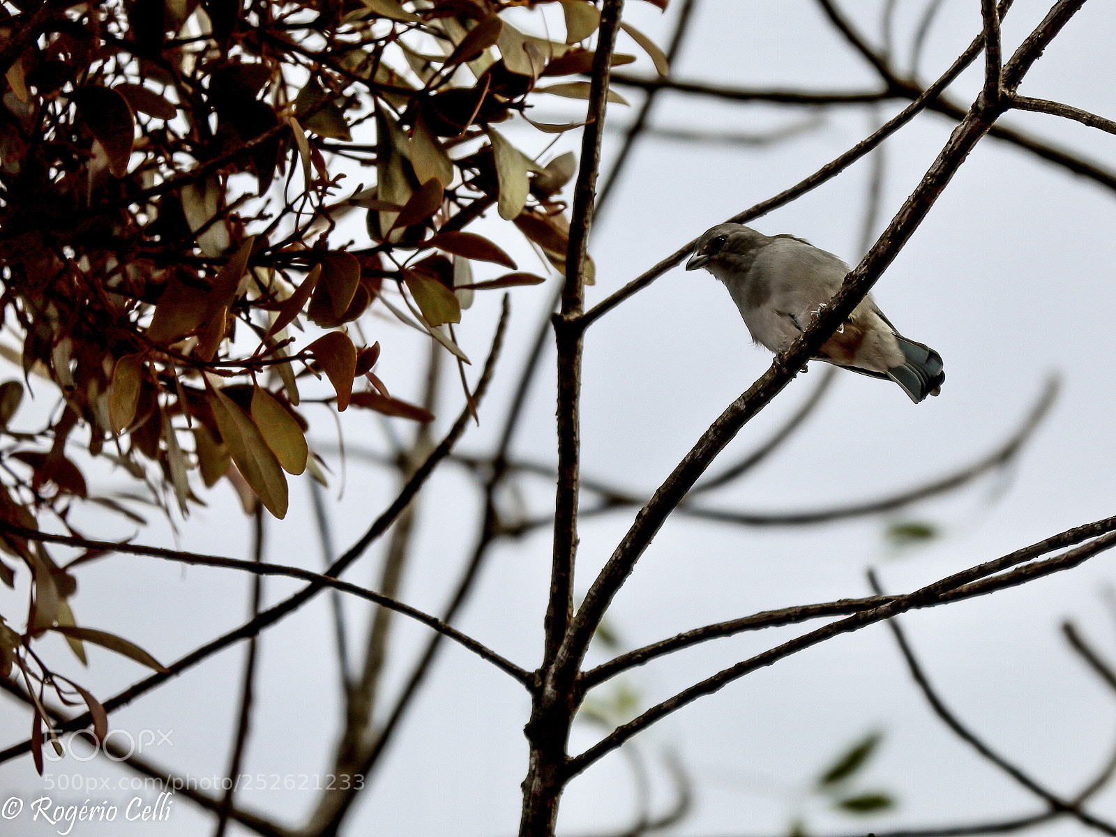Canon EOS 5D Mark IV sample photo. Nature vibes | birds photography