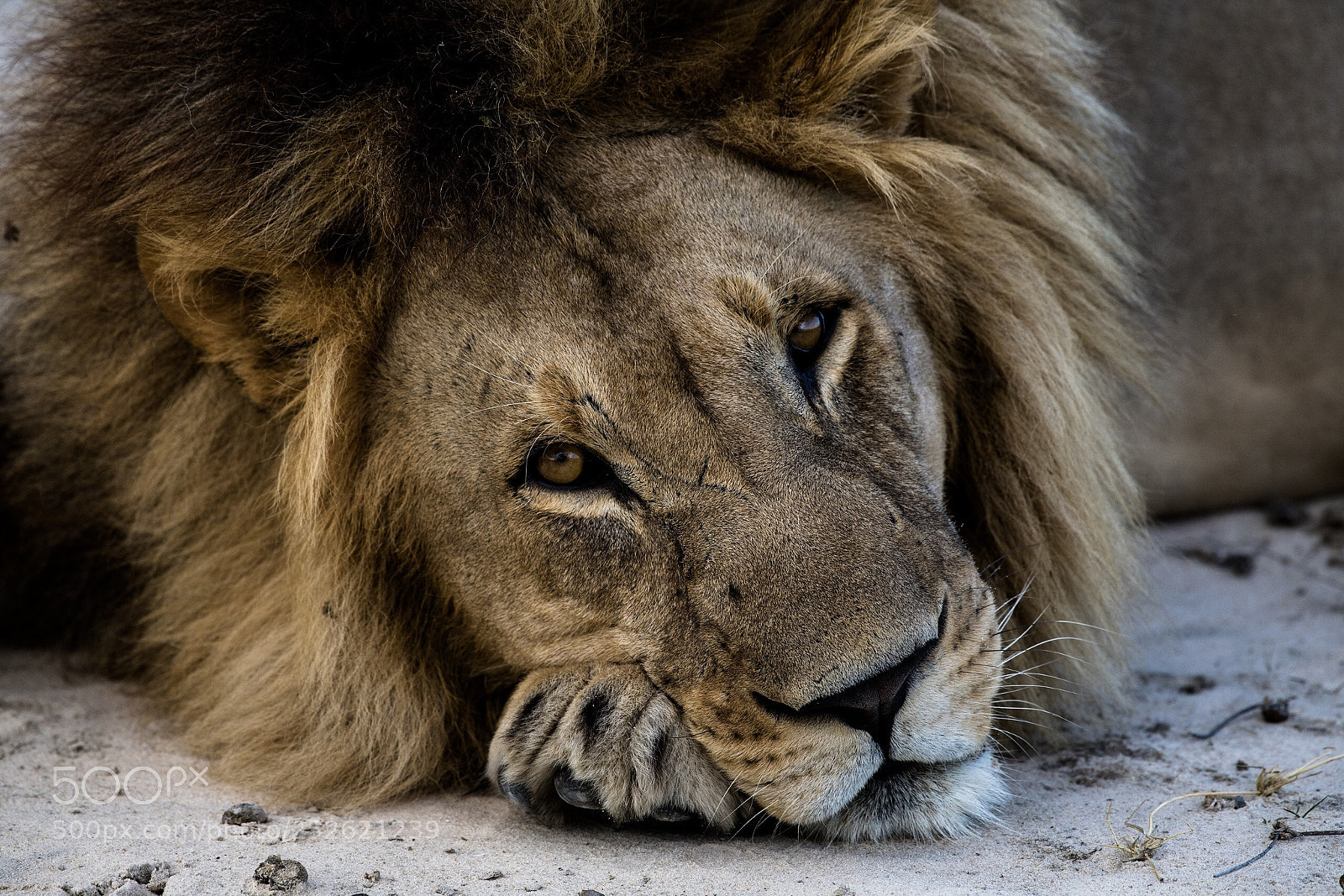 Nikon D850 sample photo. Tough day at the photography