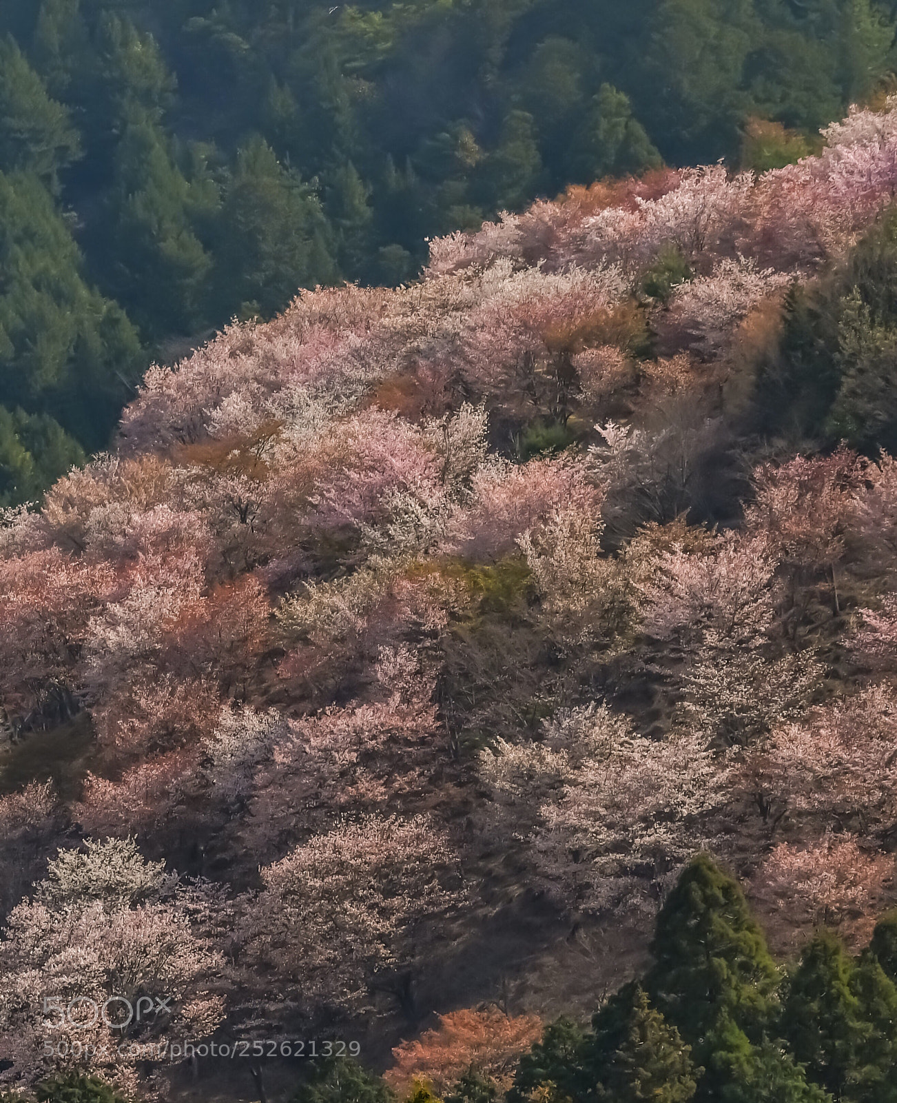 Nikon D850 sample photo. Mt. yoshino photography