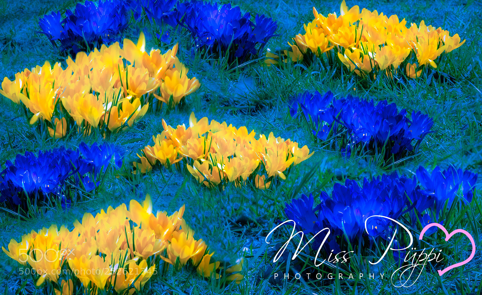 Fujifilm X-T20 sample photo. Flowers in my garden  photography