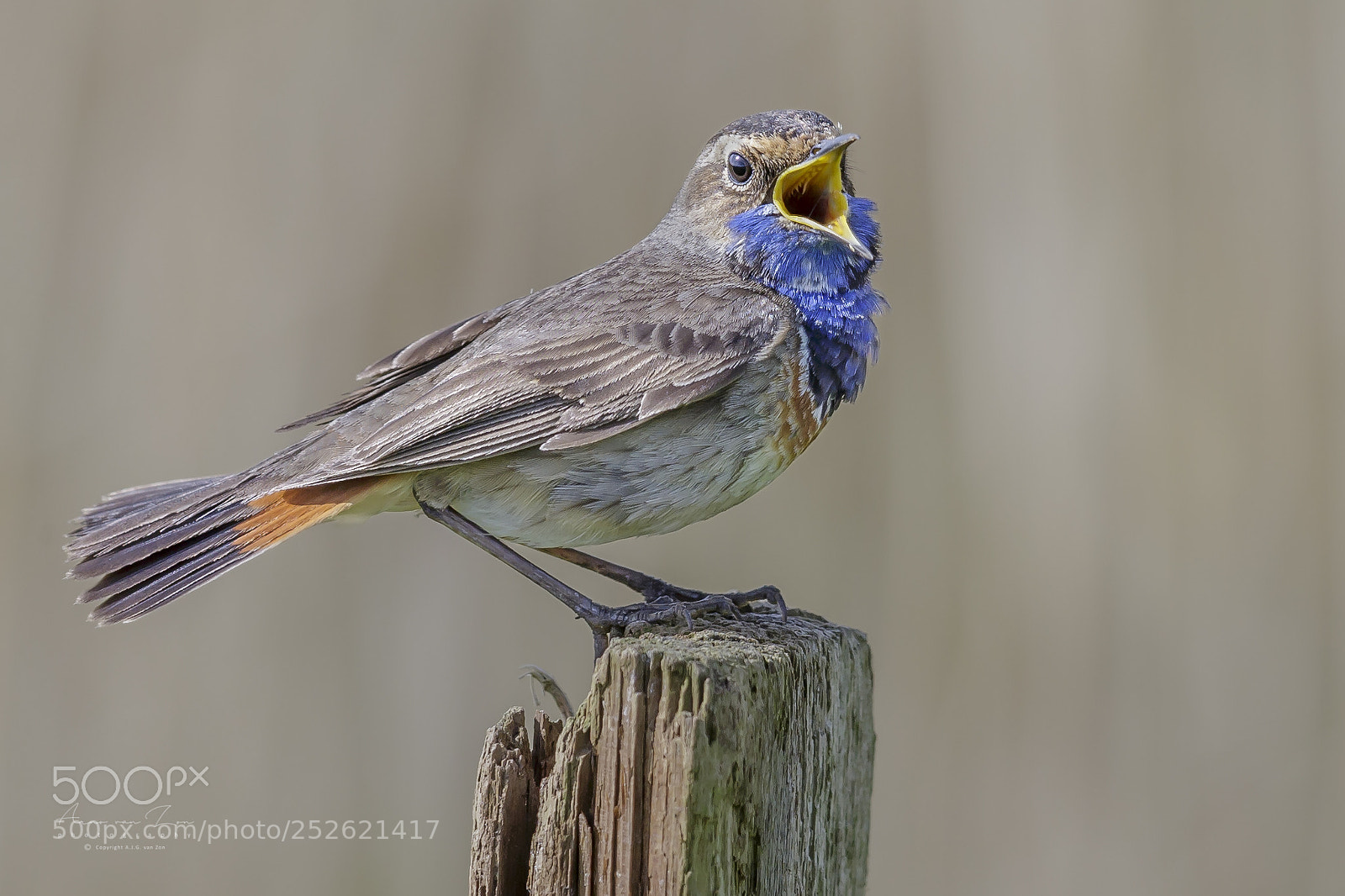 Canon EOS-1D X sample photo. Bluethroat... photography