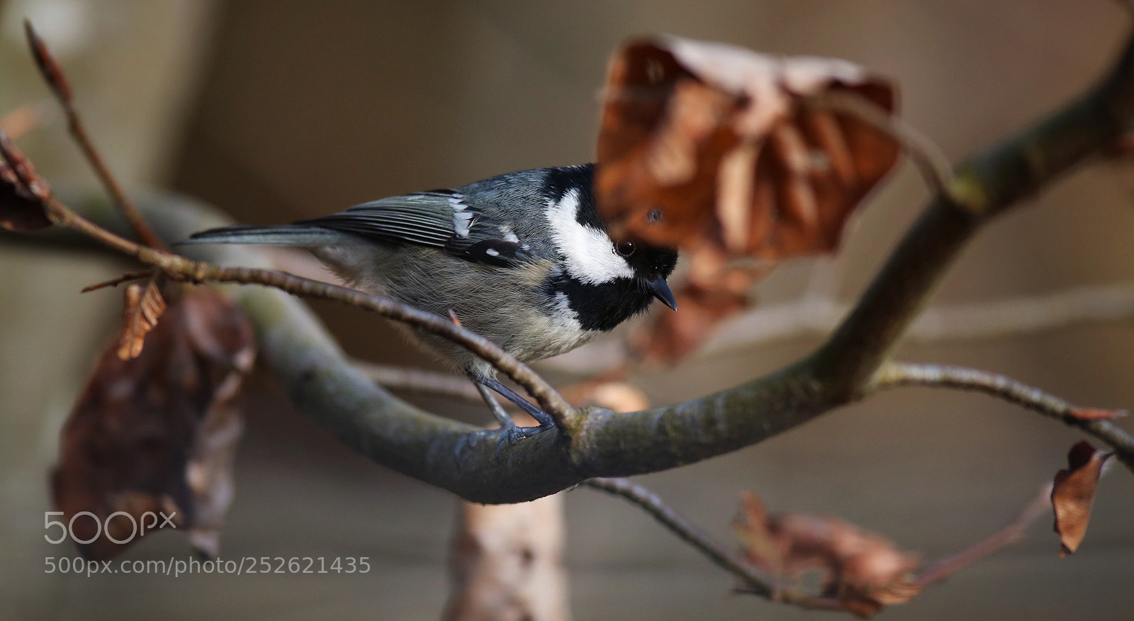 Canon EOS-1D X Mark II sample photo. Periparus photography