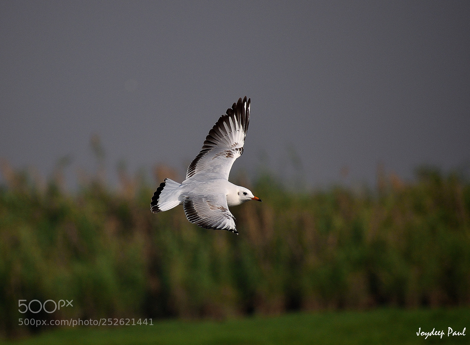 Nikon D3300 sample photo. Brown headed gull non photography