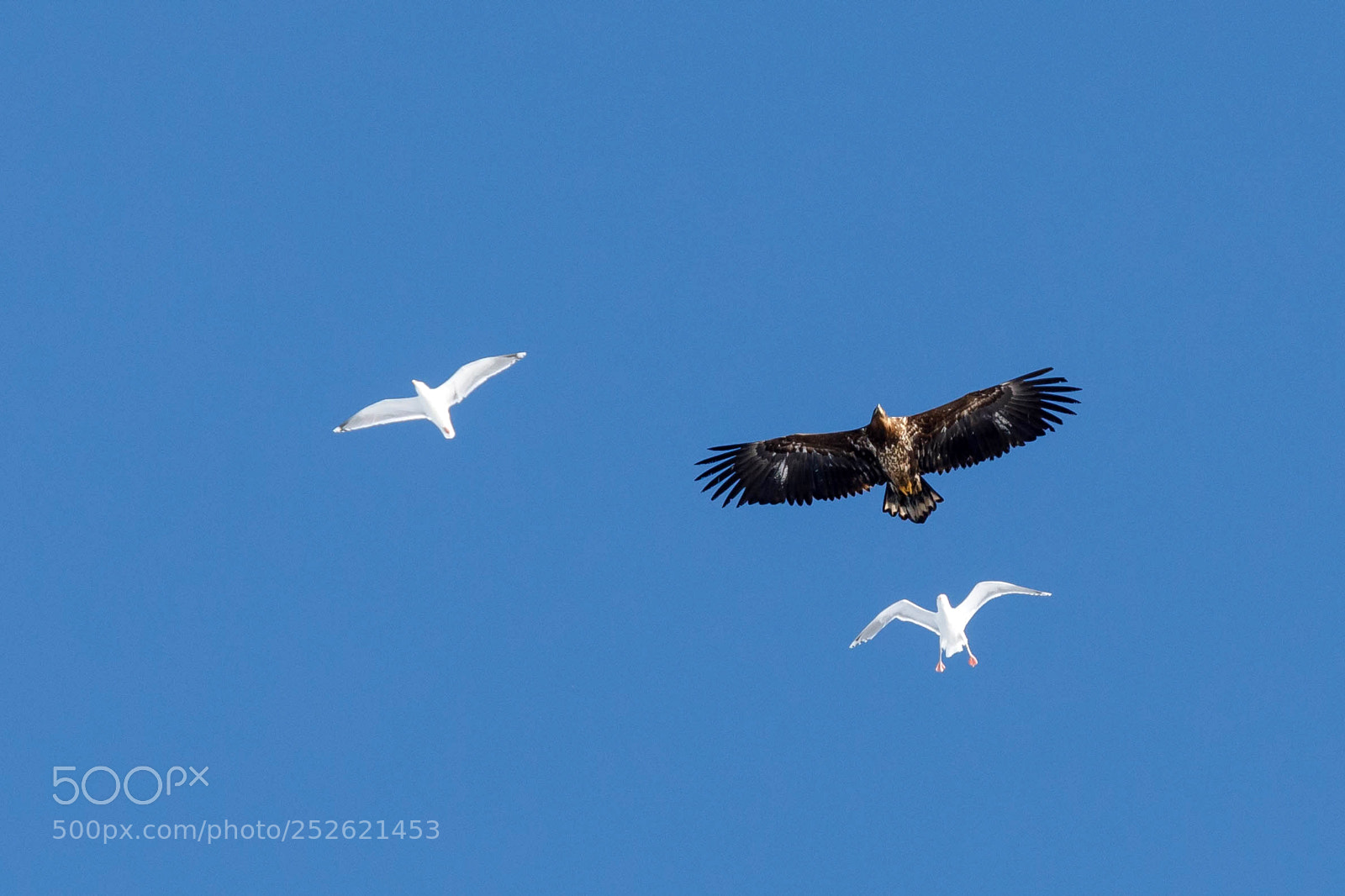Canon EOS 5D Mark IV sample photo. White-tailed eagle and kittywakes photography