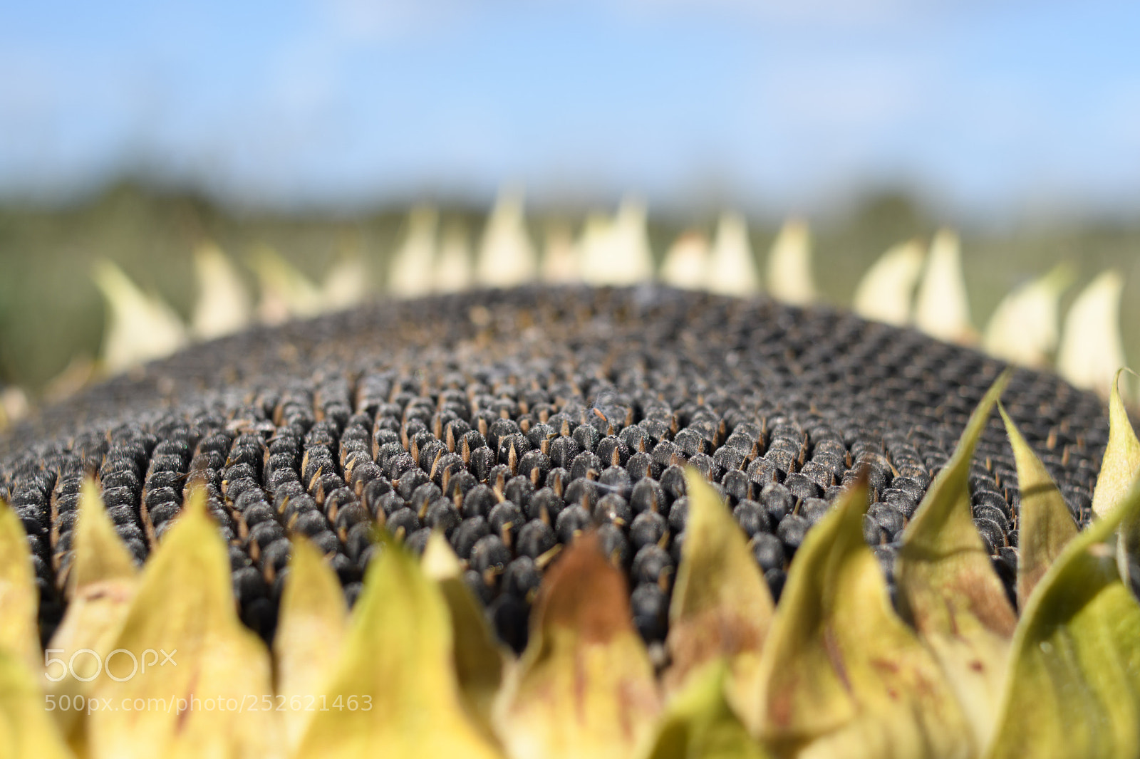 Nikon D500 sample photo. Tournesol photography