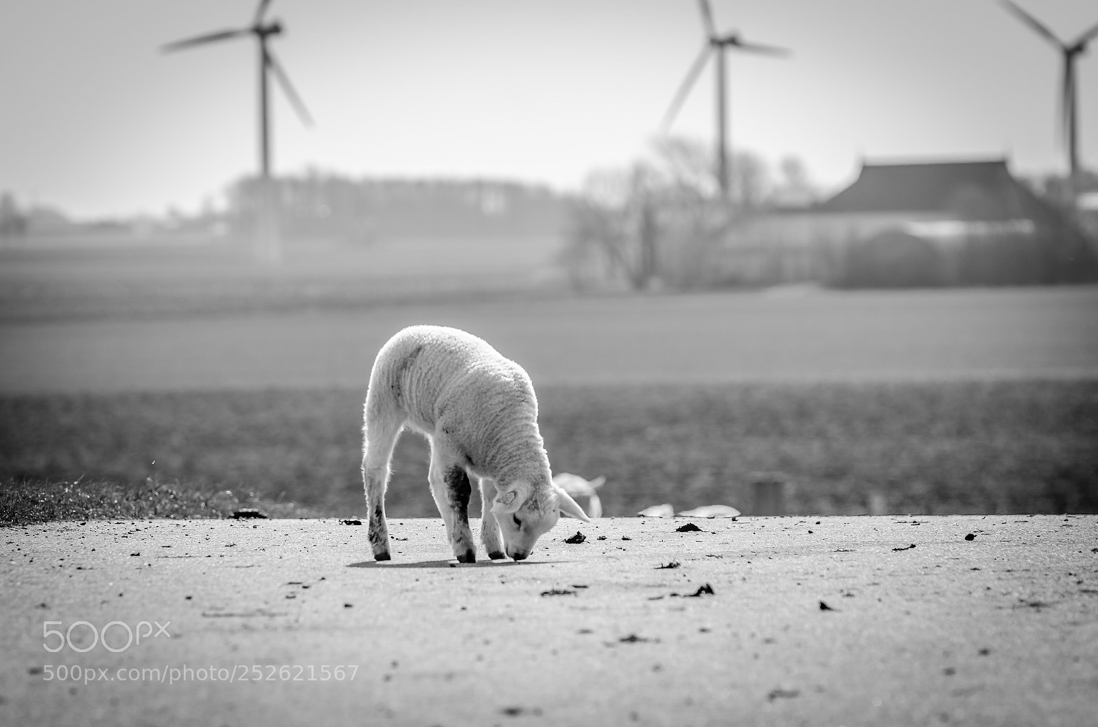 Nikon D7000 sample photo. Grazing asphalt photography