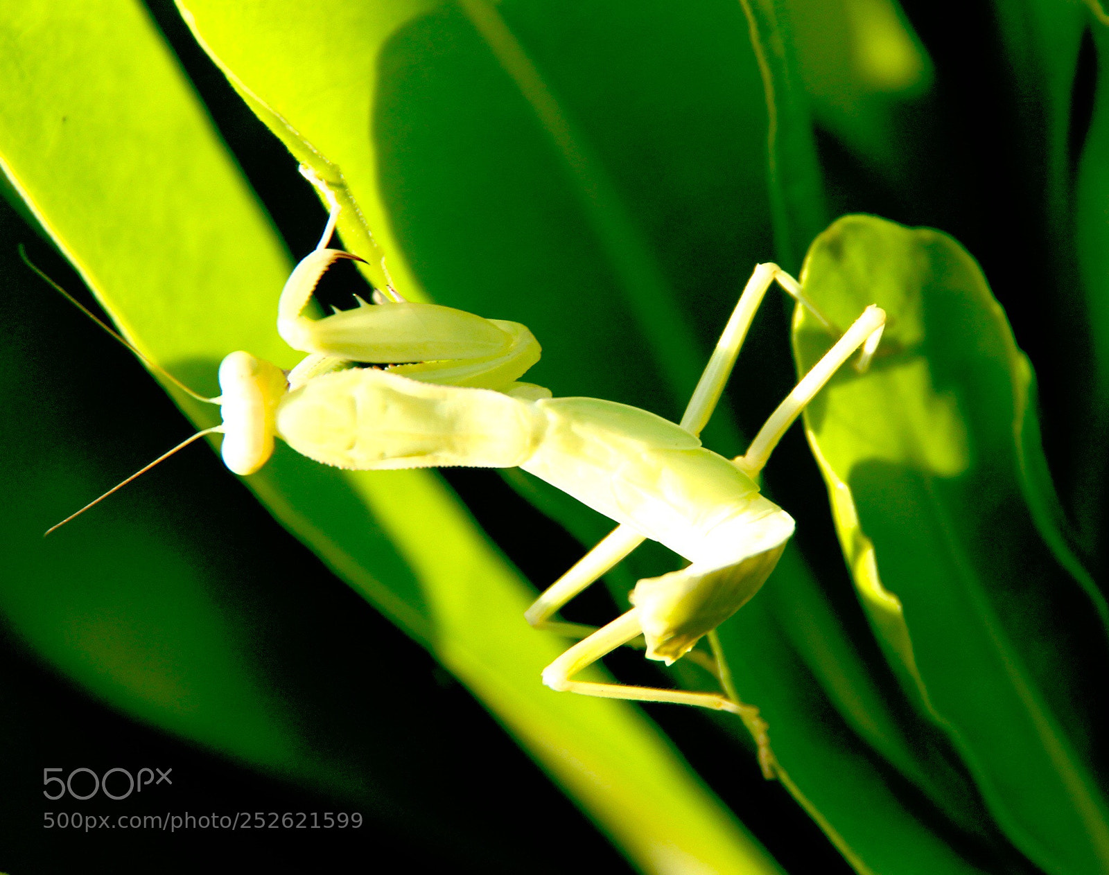 Canon EOS 60D sample photo. Insect photography
