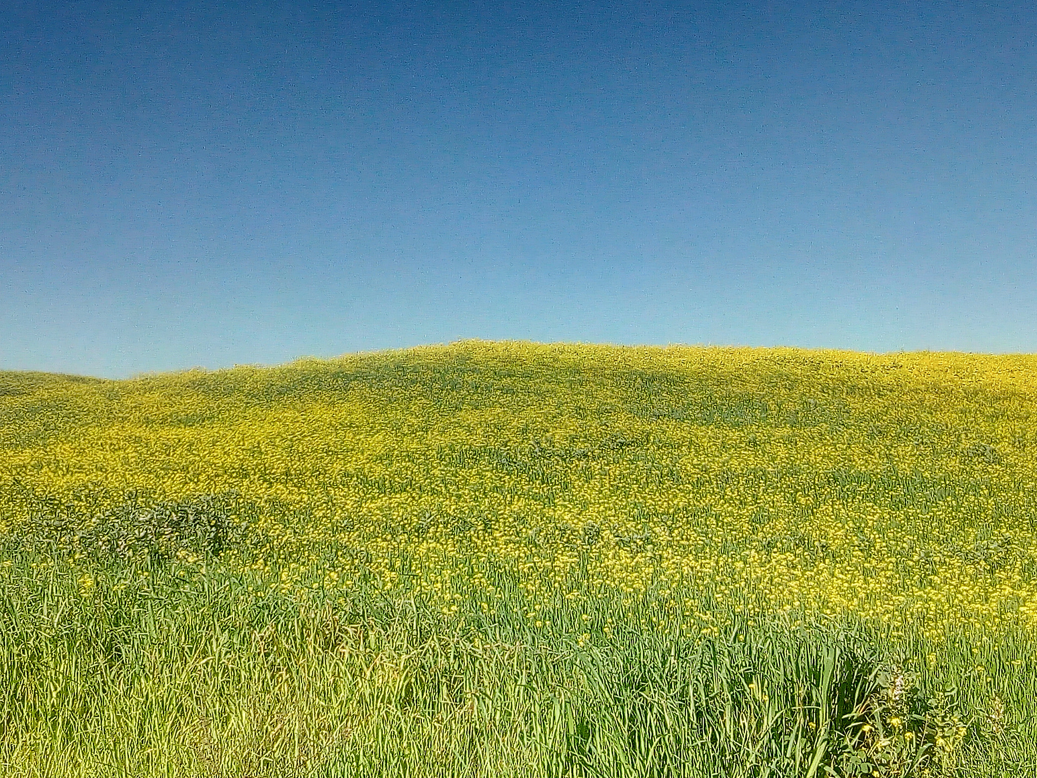 HUAWEI Y6 2017 sample photo