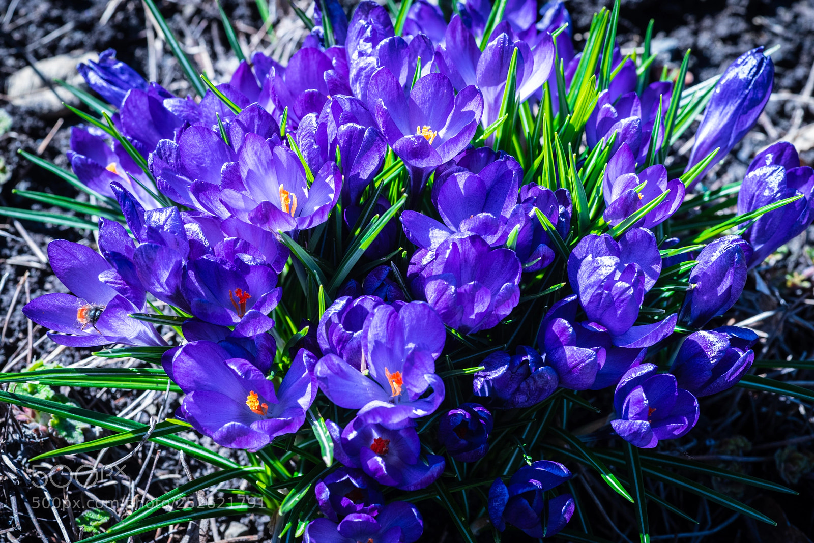 Nikon D810 sample photo. Crocus photography