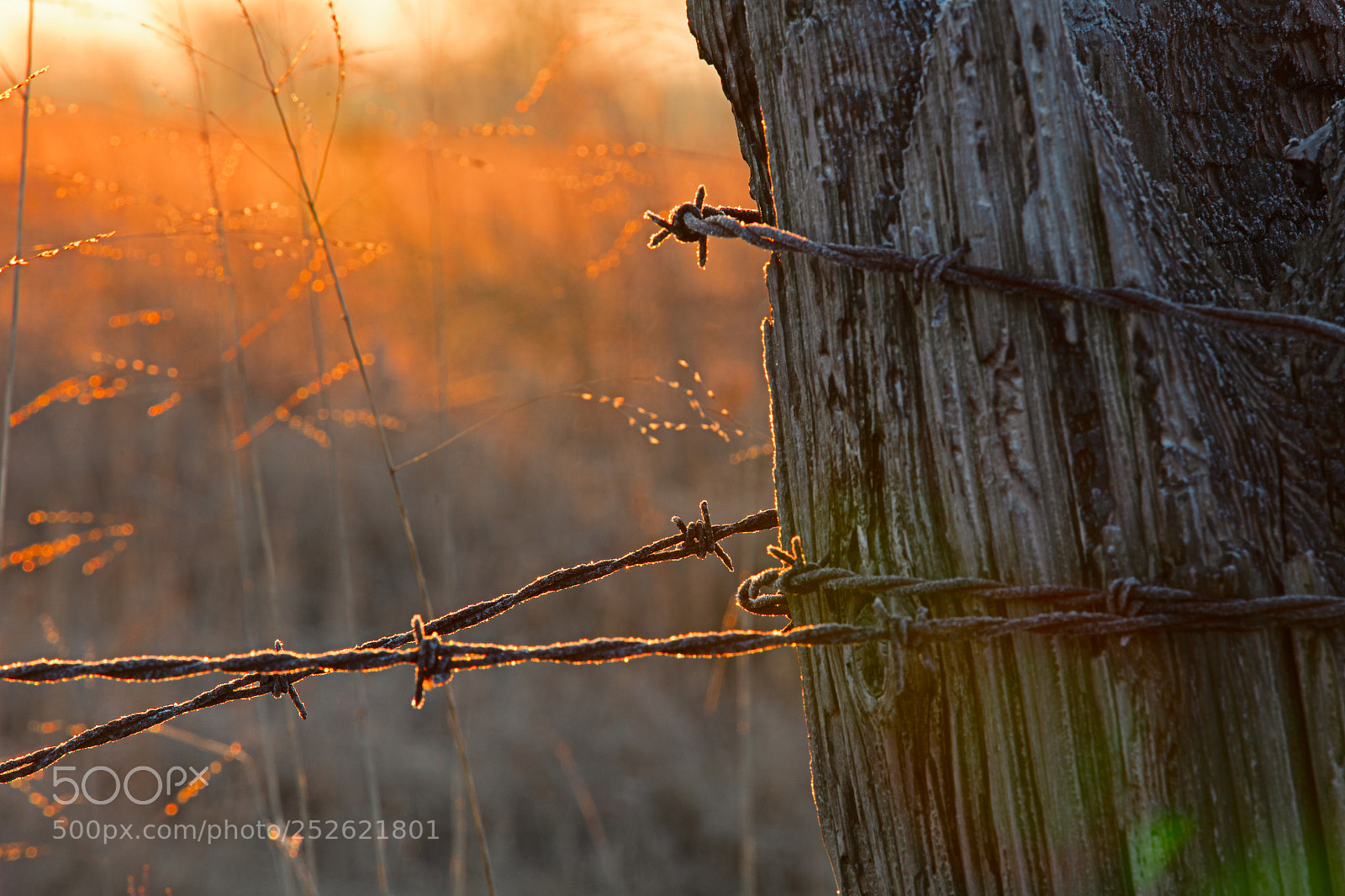 Canon EOS 5DS R sample photo. Barbed wire photography