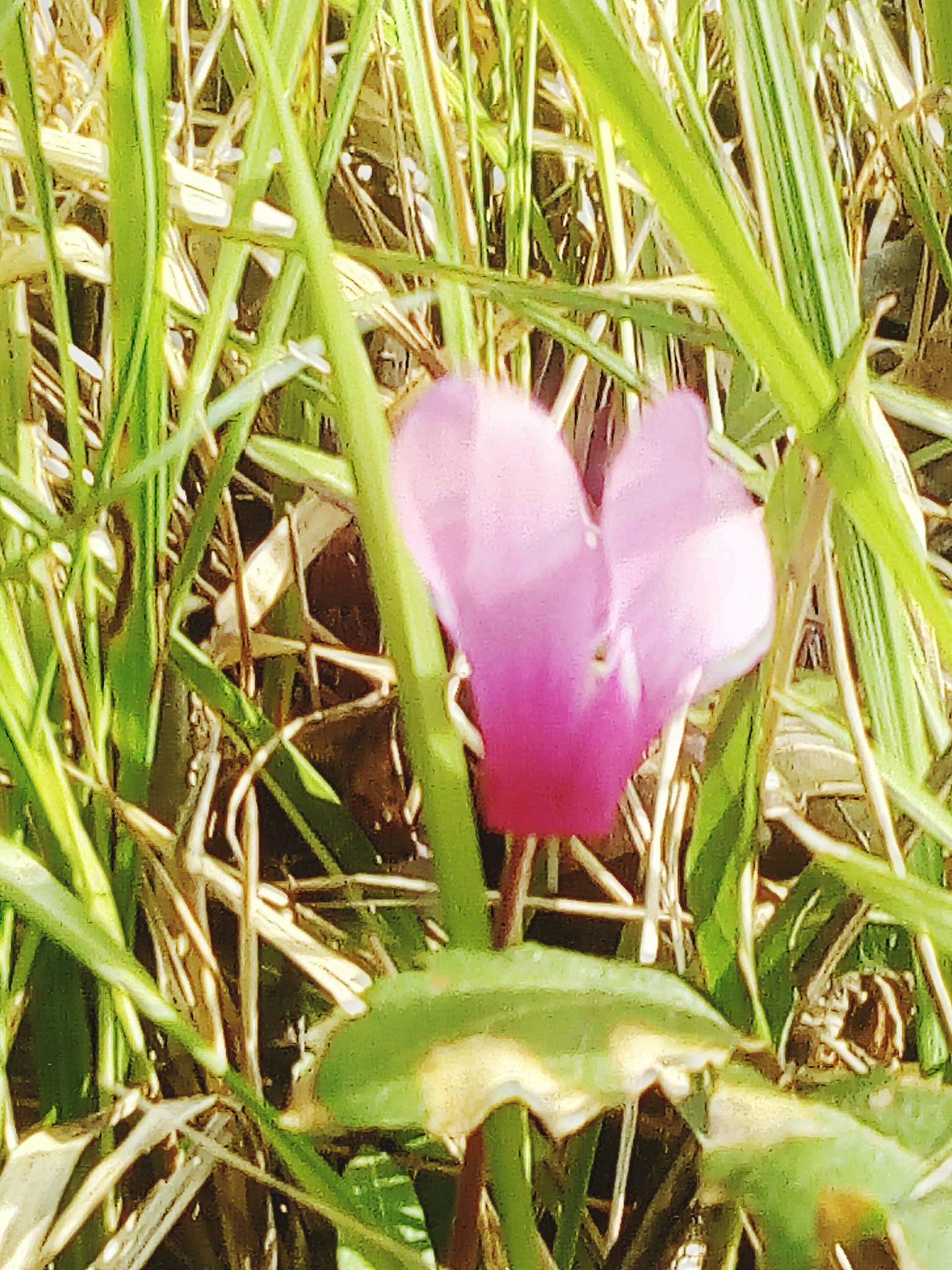 HUAWEI Y6 2017 sample photo