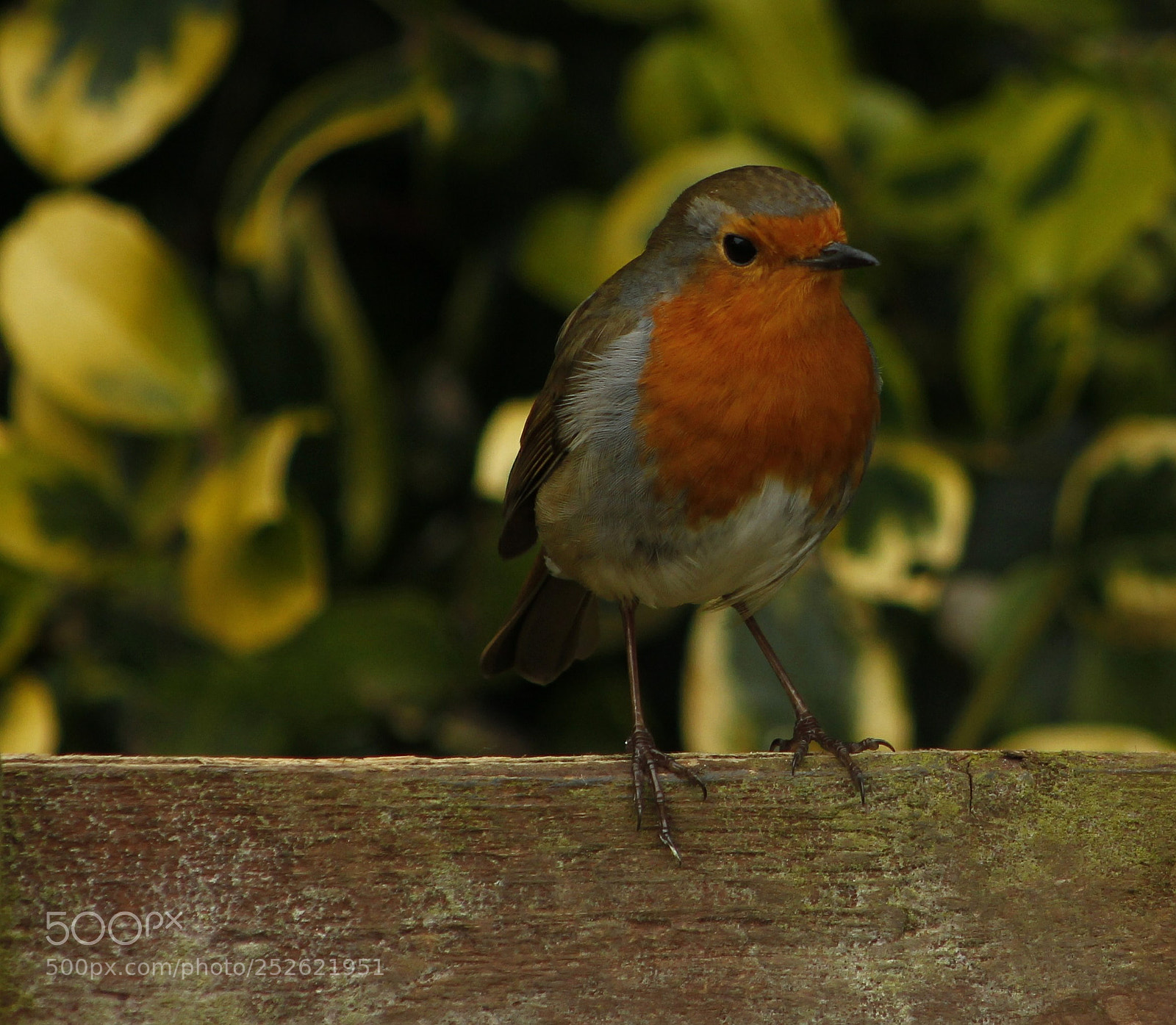 Canon EOS 550D (EOS Rebel T2i / EOS Kiss X4) sample photo. Robin on the fence photography