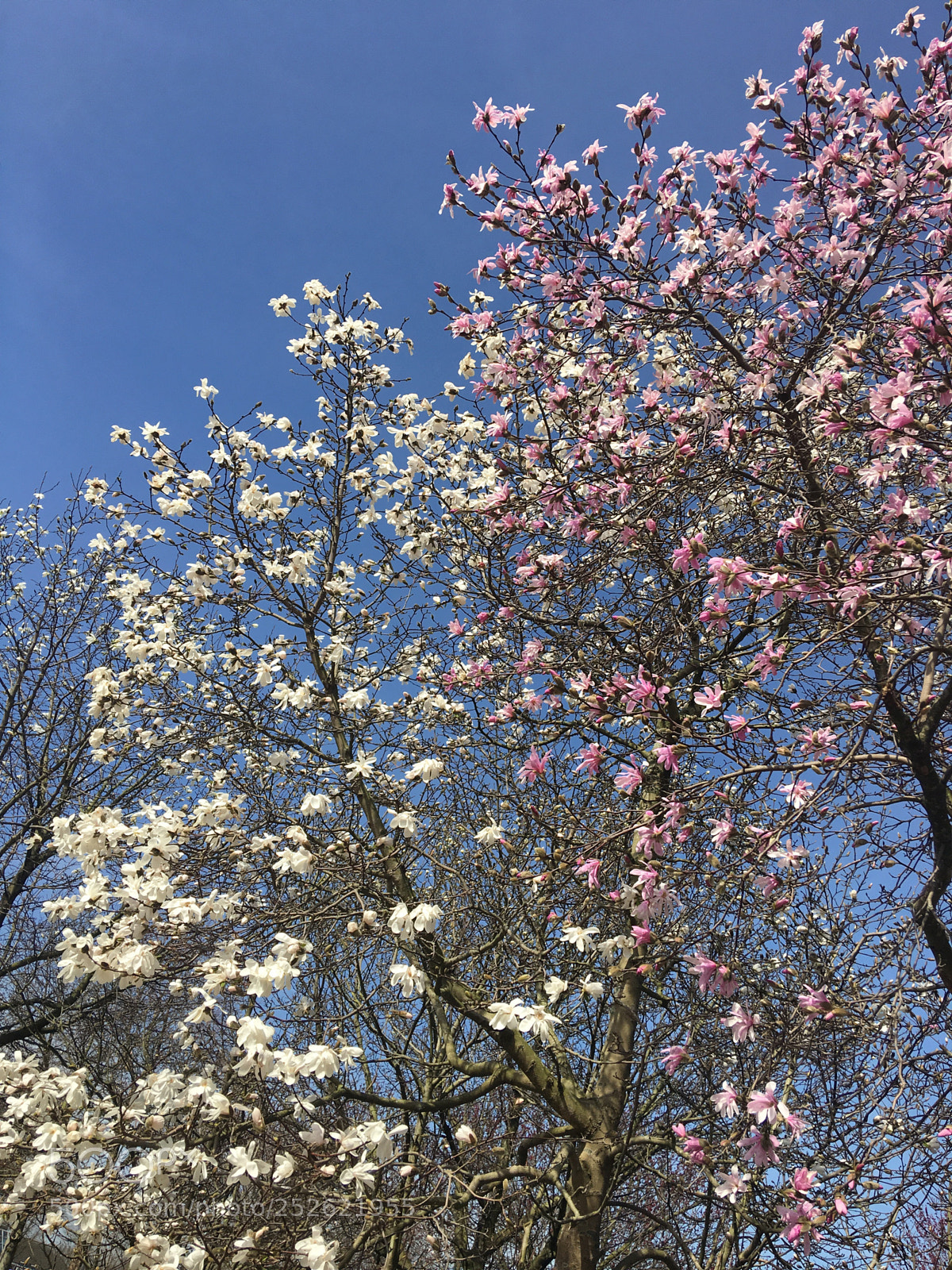 Apple iPhone 6s Plus sample photo. Just spring photography