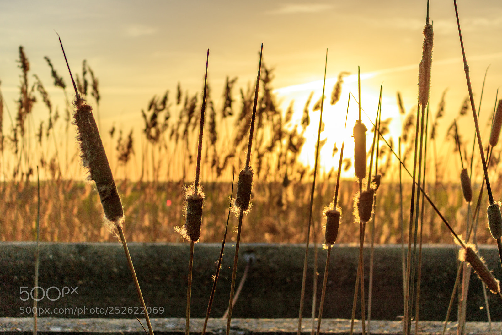 Canon EOS 750D (EOS Rebel T6i / EOS Kiss X8i) sample photo. Rushes photography
