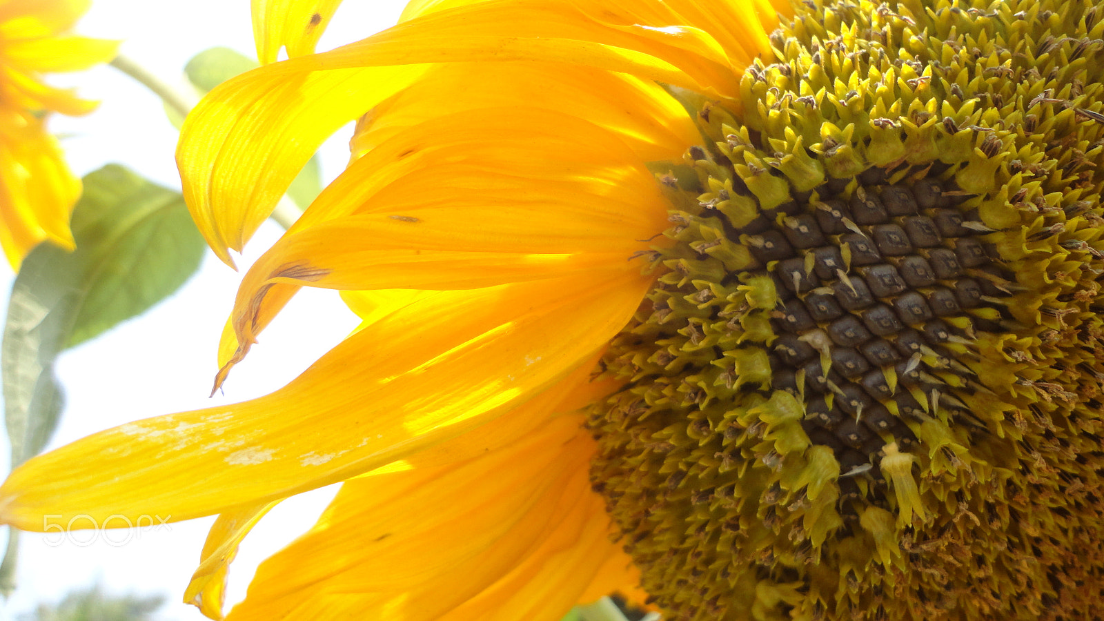 Sony Cyber-shot DSC-W570 sample photo. Sun flower photography