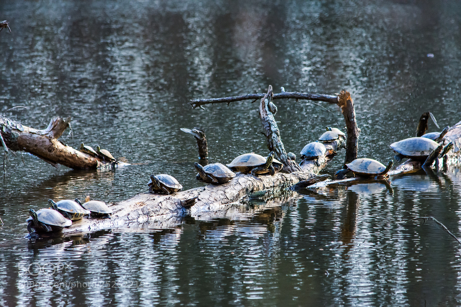 Nikon D7200 sample photo. The gathering photography
