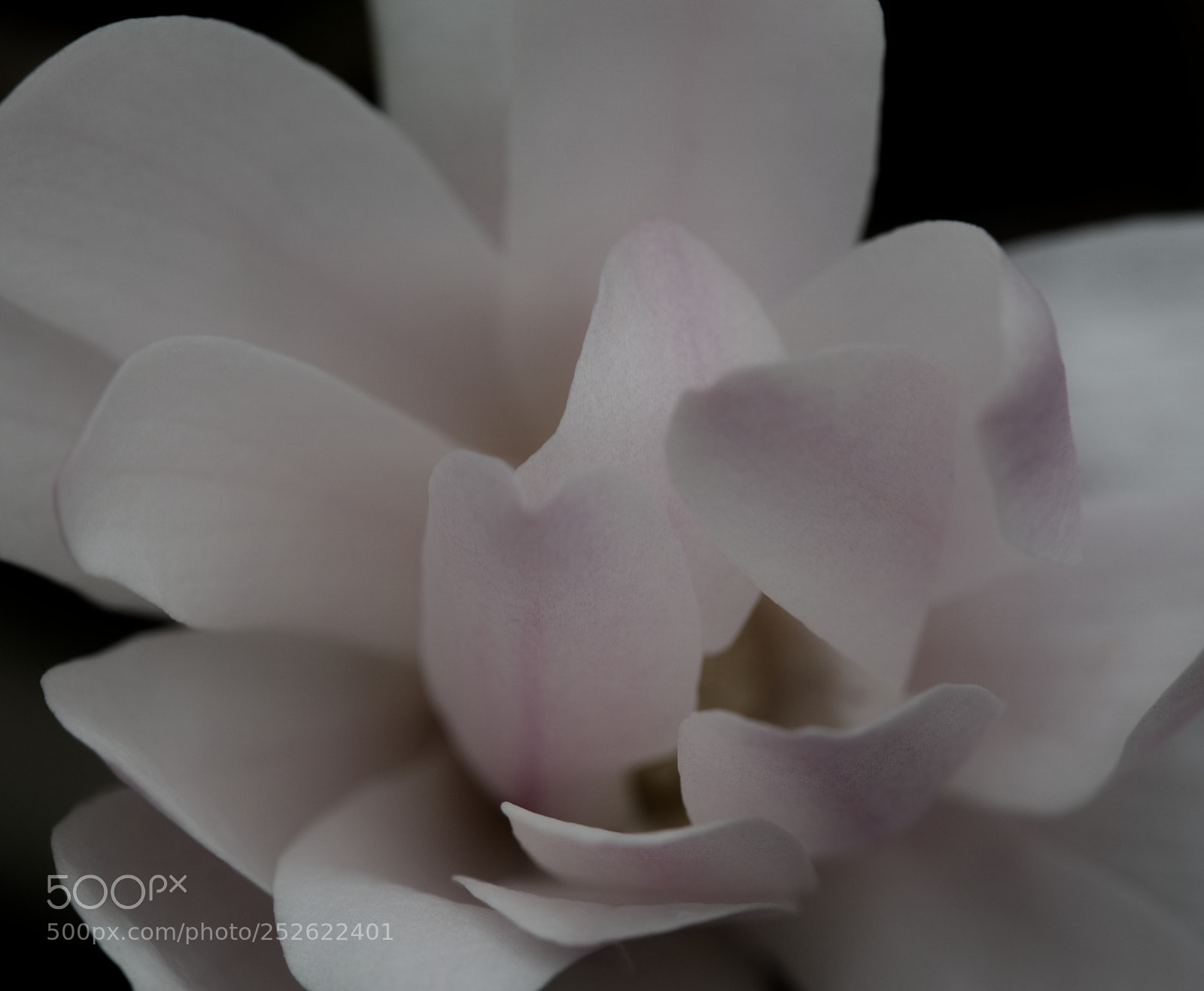 Olympus OM-D E-M5 II sample photo. Magnolia flower photography