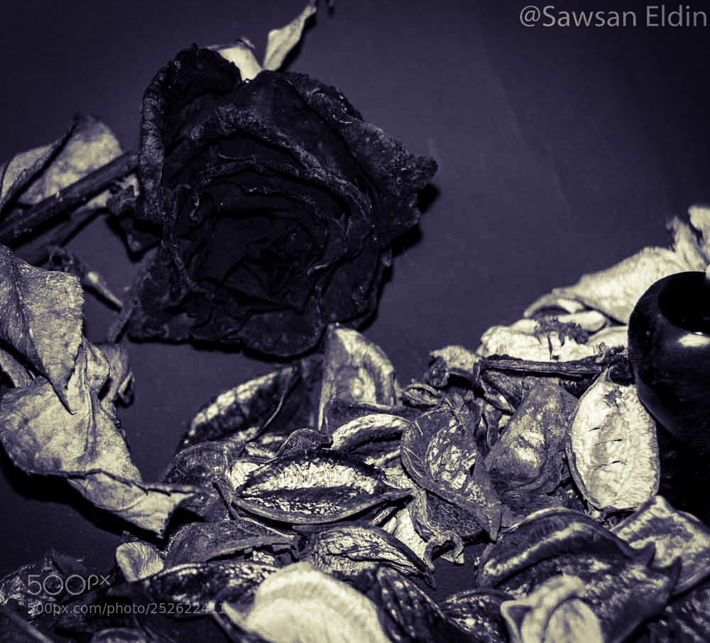 Canon EOS 70D sample photo. Untitled photography