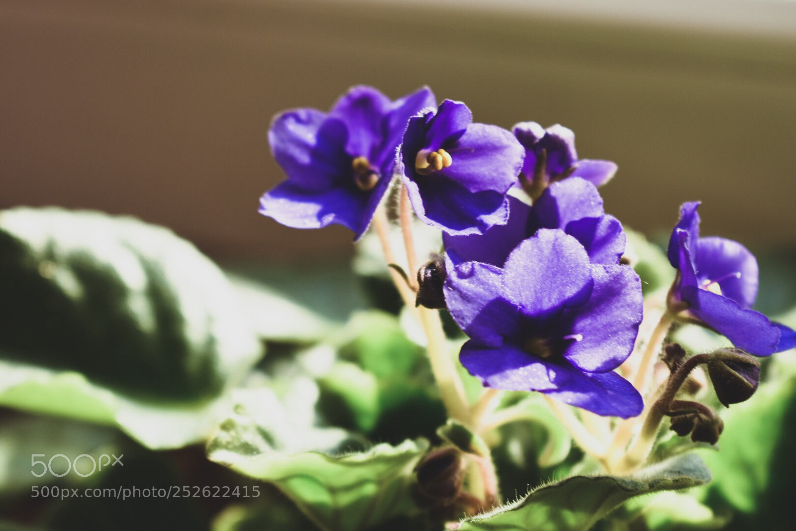 Nikon D5500 sample photo. African violet  photography