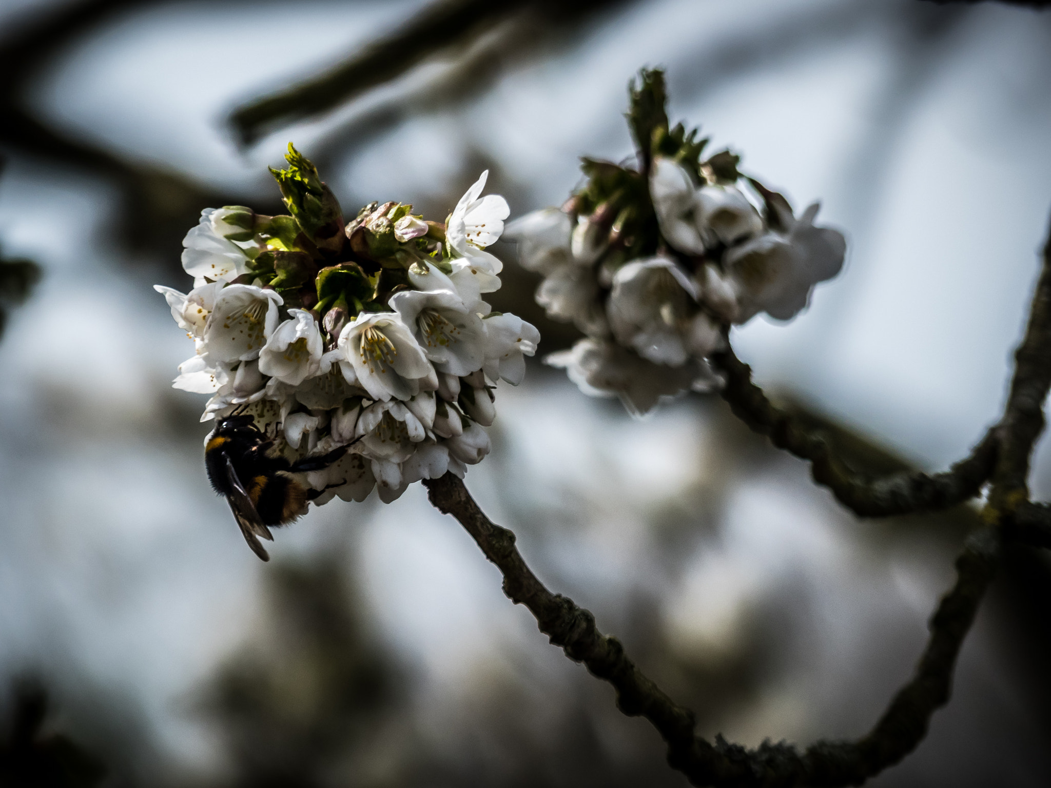Panasonic DMC-FZ330 sample photo. Busy bee of spring photography