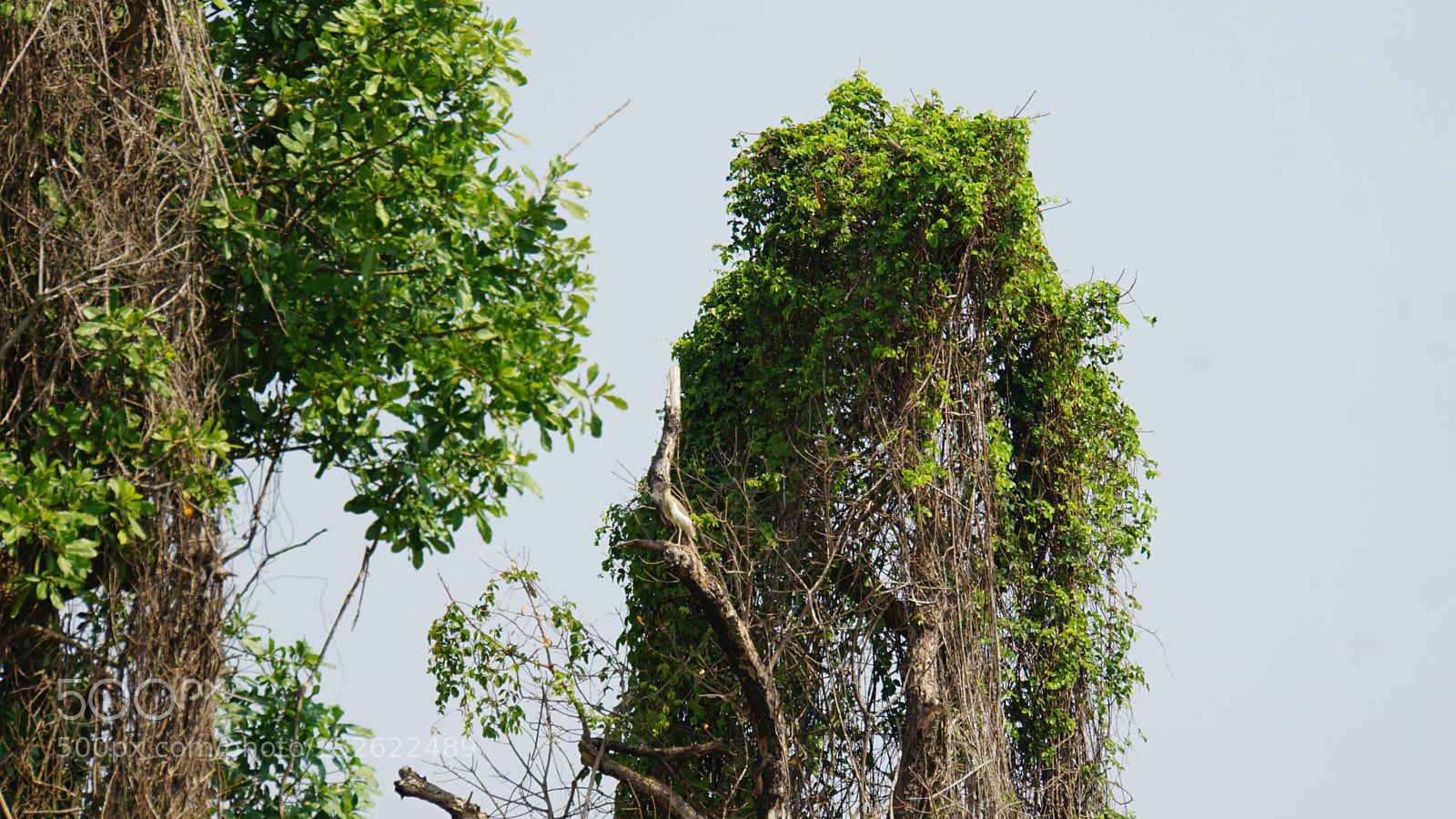 Sony a6000 sample photo. Wild tonle sap photography