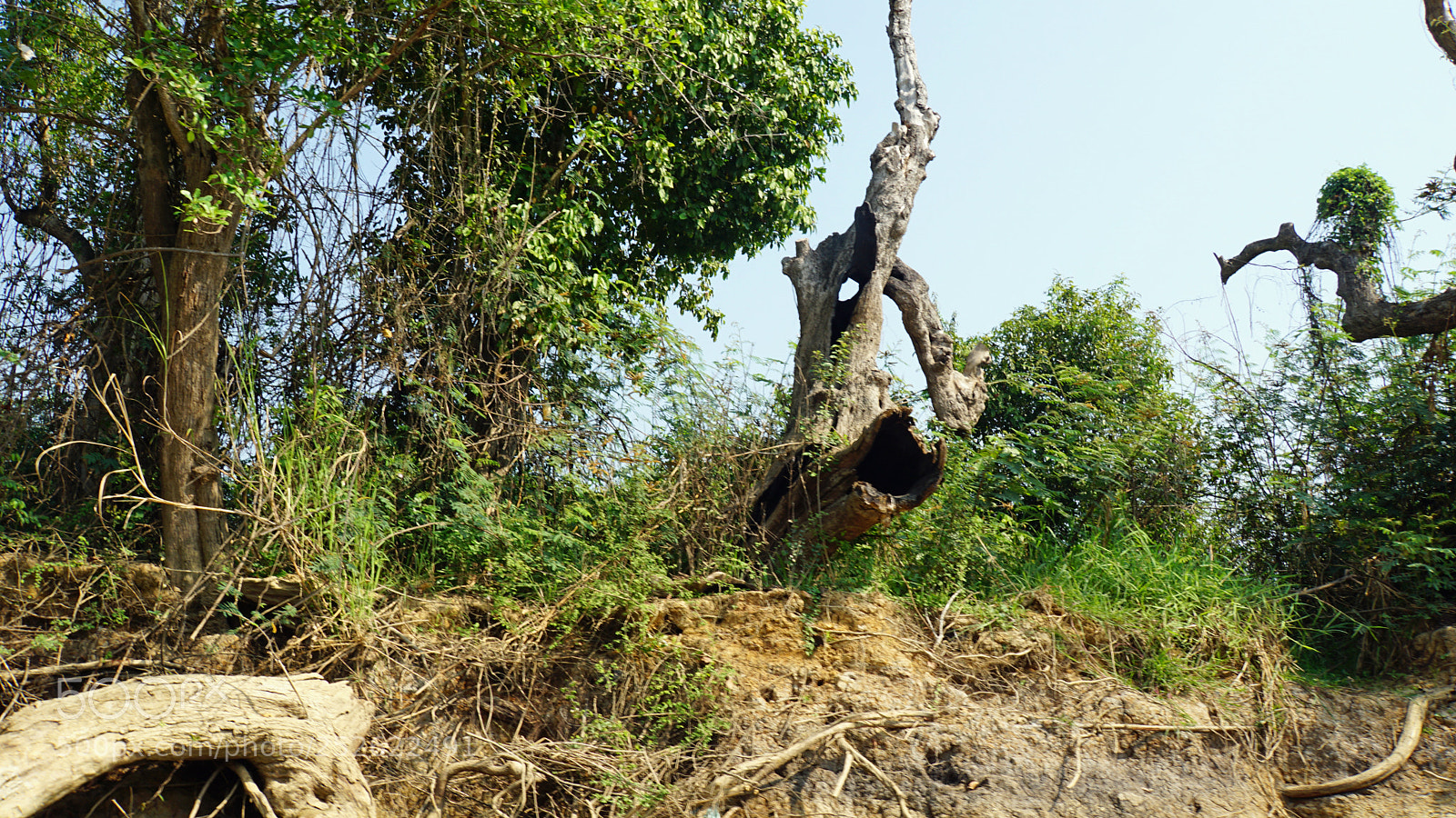 Sony a6000 sample photo. Wild tonle sap photography