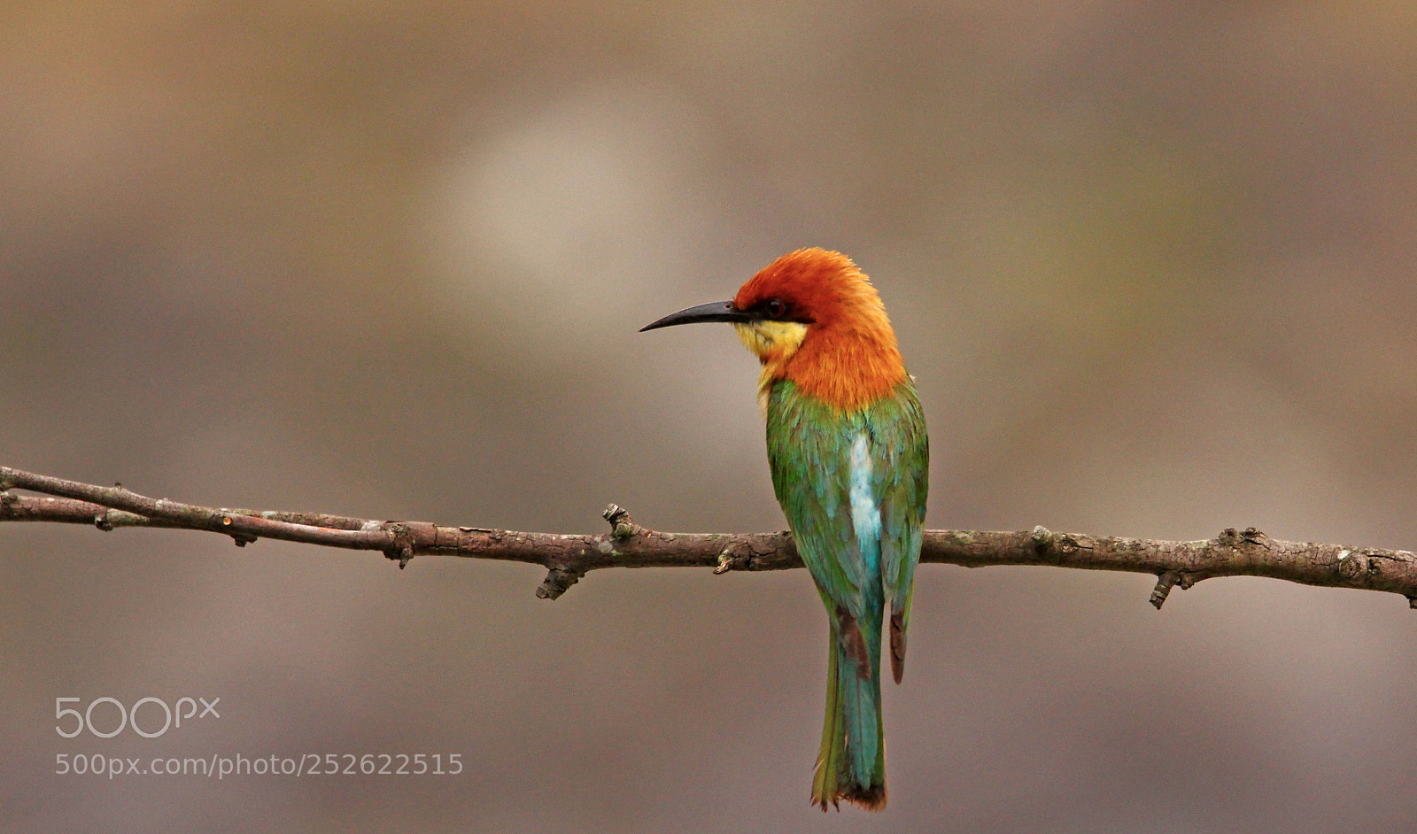 Canon EOS 60D sample photo. Bee eater photography