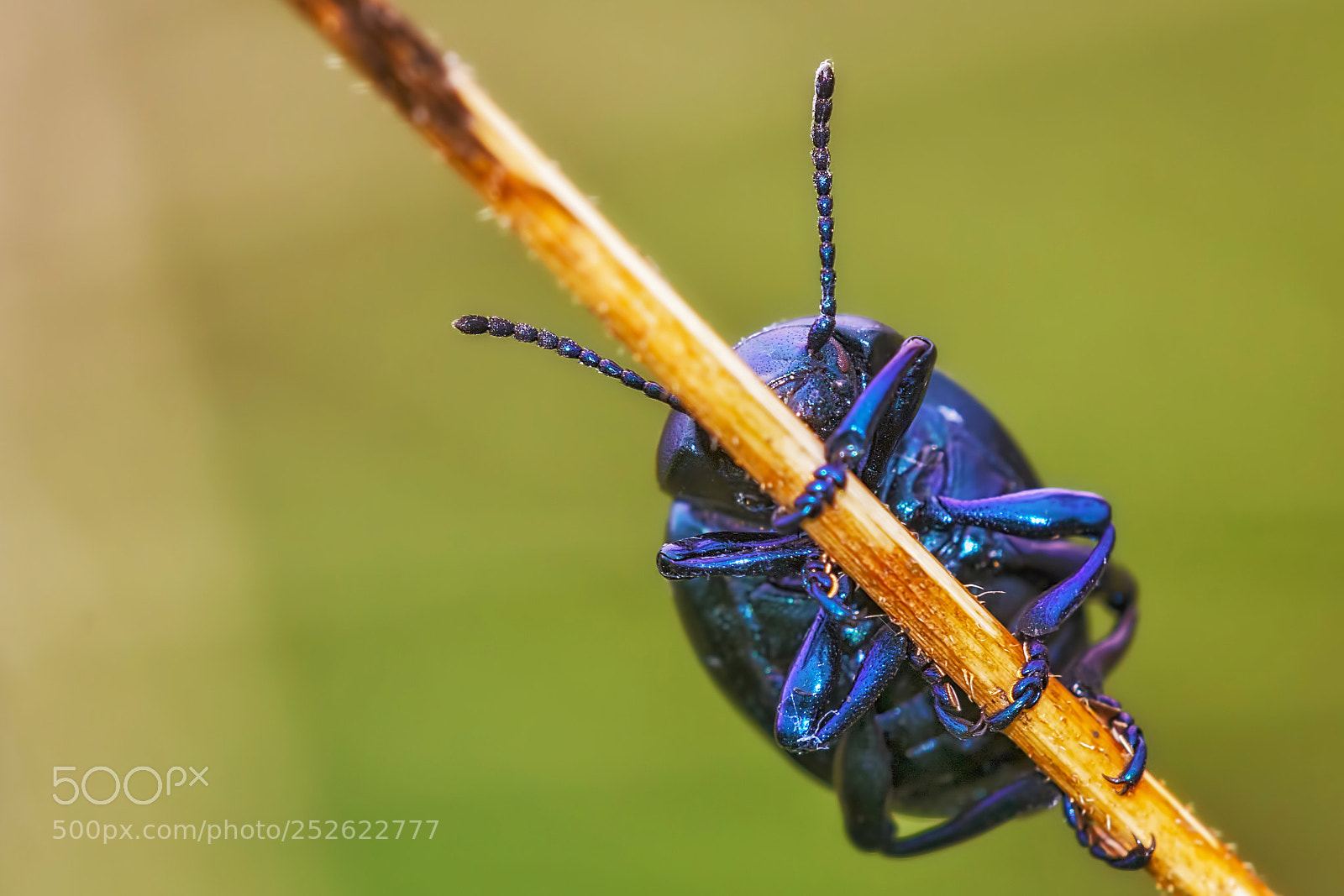 Canon EOS 60D sample photo. Dung beetle (16511) photography