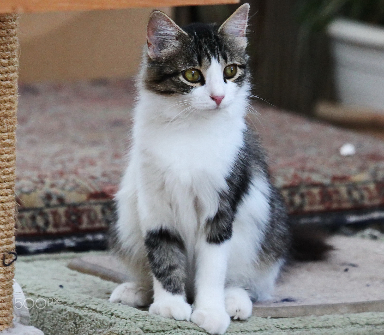 Canon EOS 500D (EOS Rebel T1i / EOS Kiss X3) sample photo. Weissy... photography