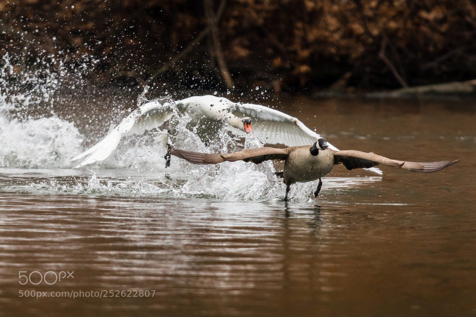 Nikon D7100 sample photo. Swan chasing canadian goose photography