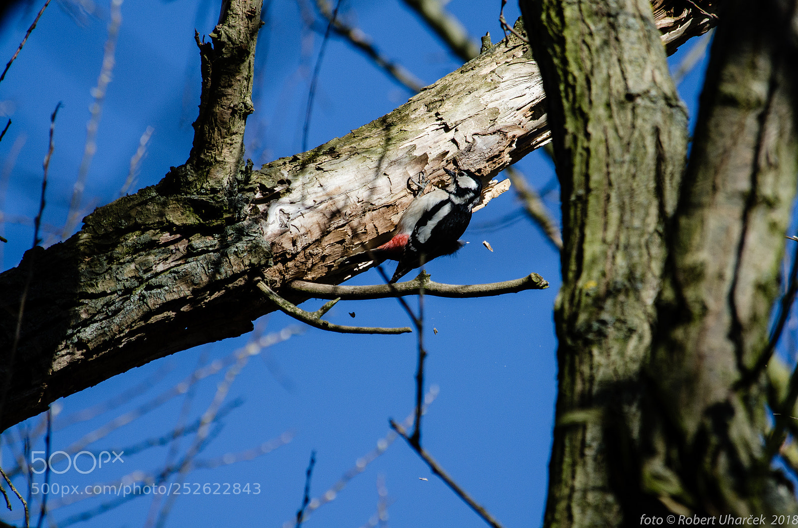 Nikon D7000 sample photo. Strakapoud velký (dendrocopos major) photography