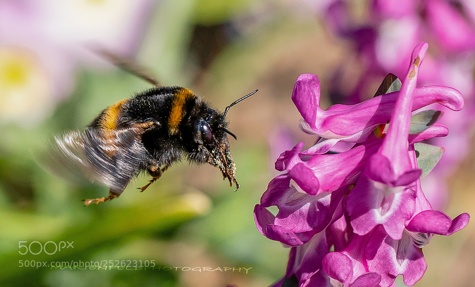 Canon EOS 5D Mark IV sample photo. Flying bumblebee photography