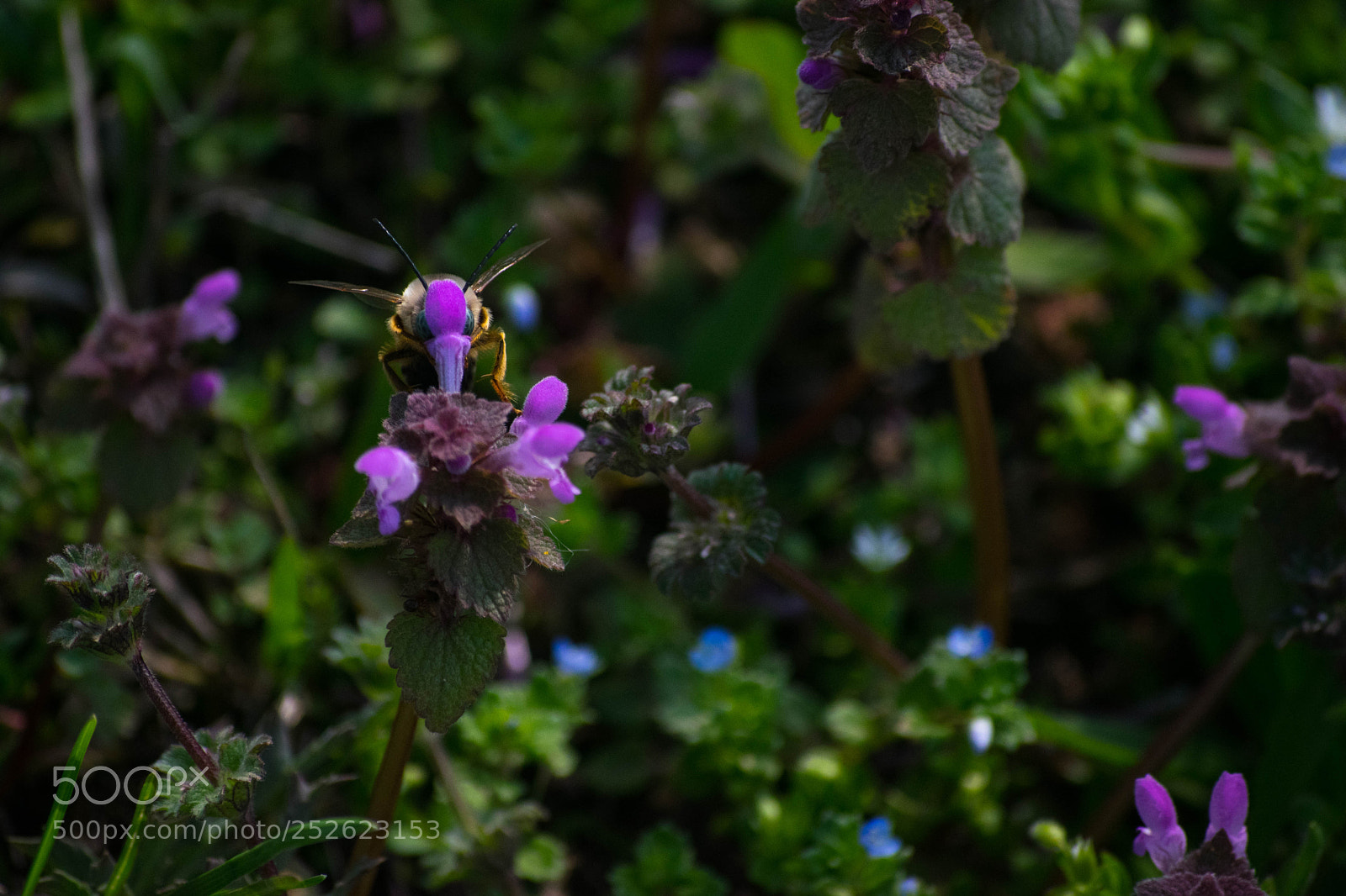 Nikon D5300 sample photo. Hide and seek photography