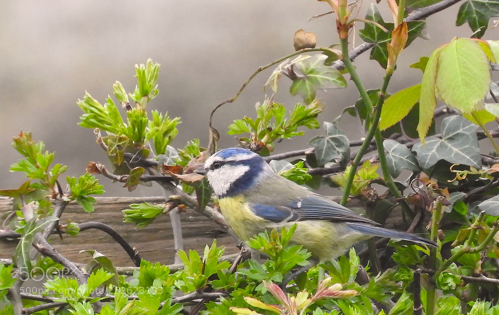 Nikon Coolpix B700 sample photo. Blue tit in hedge photography