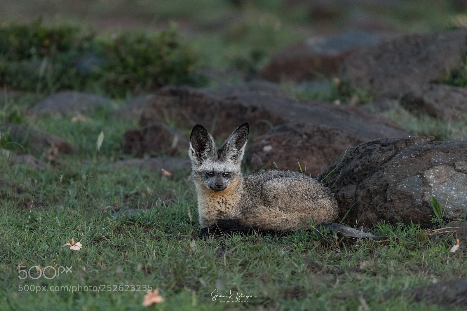 Canon EOS-1D X Mark II sample photo. Bat eared fox photography
