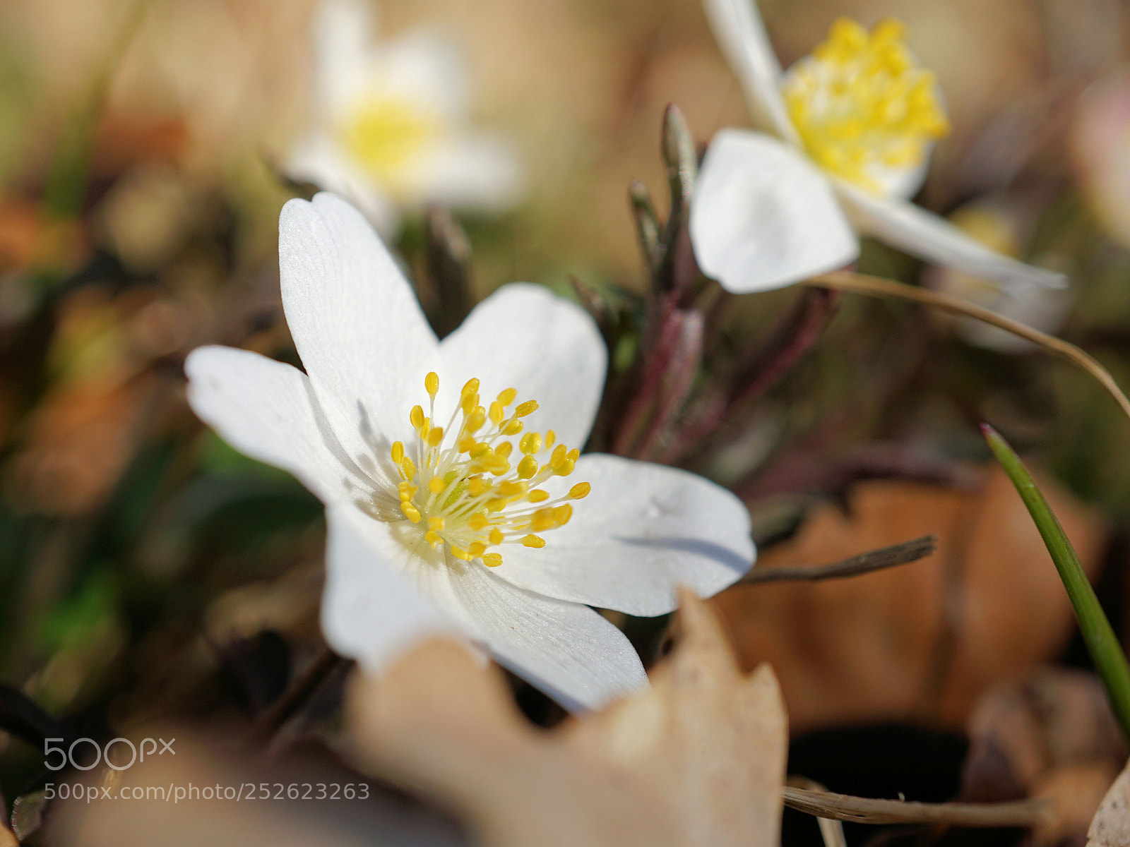 Sony a6000 sample photo. White forest flower in photography