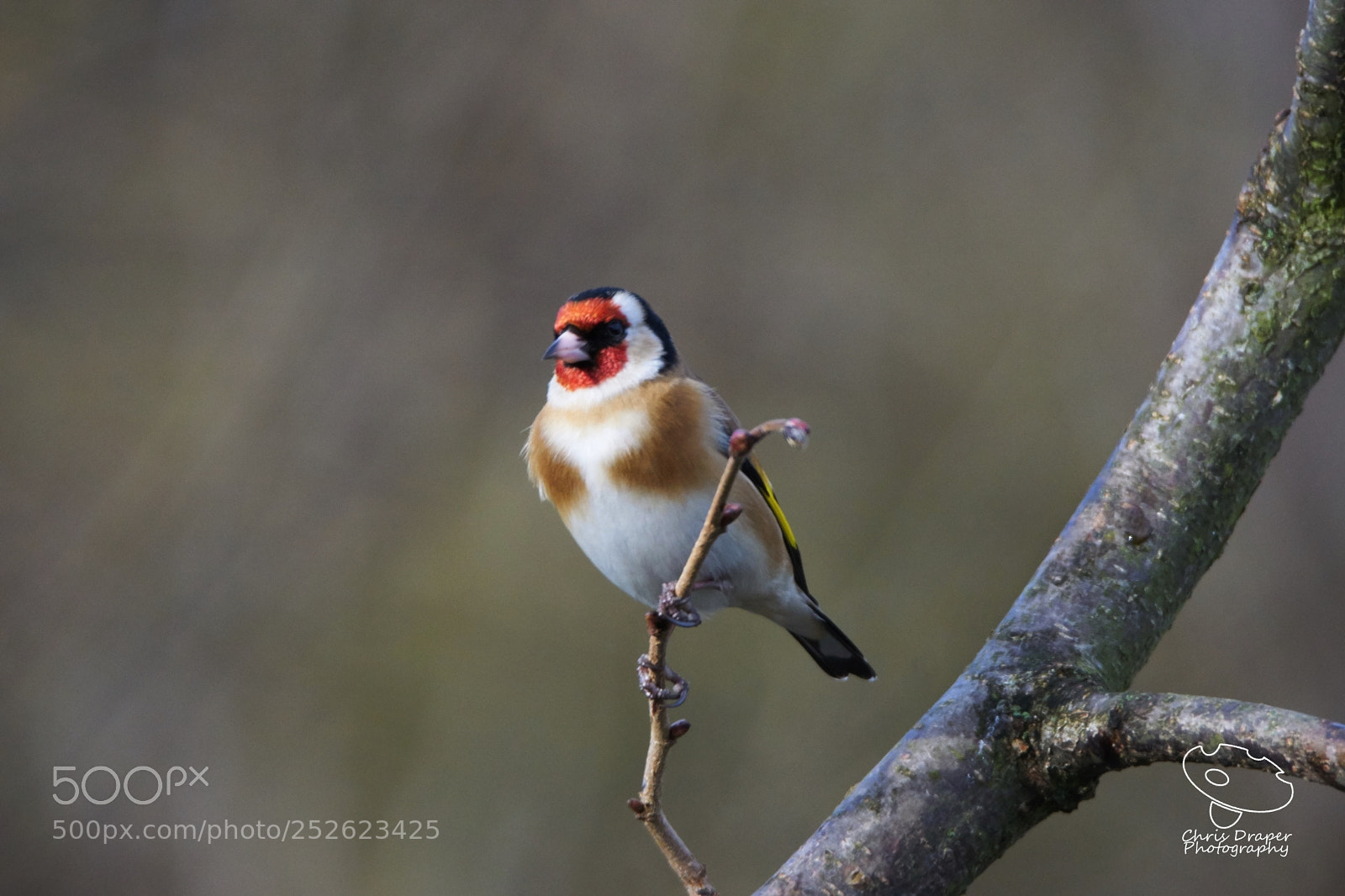 Sony ILCA-77M2 sample photo. Goldfinch photography