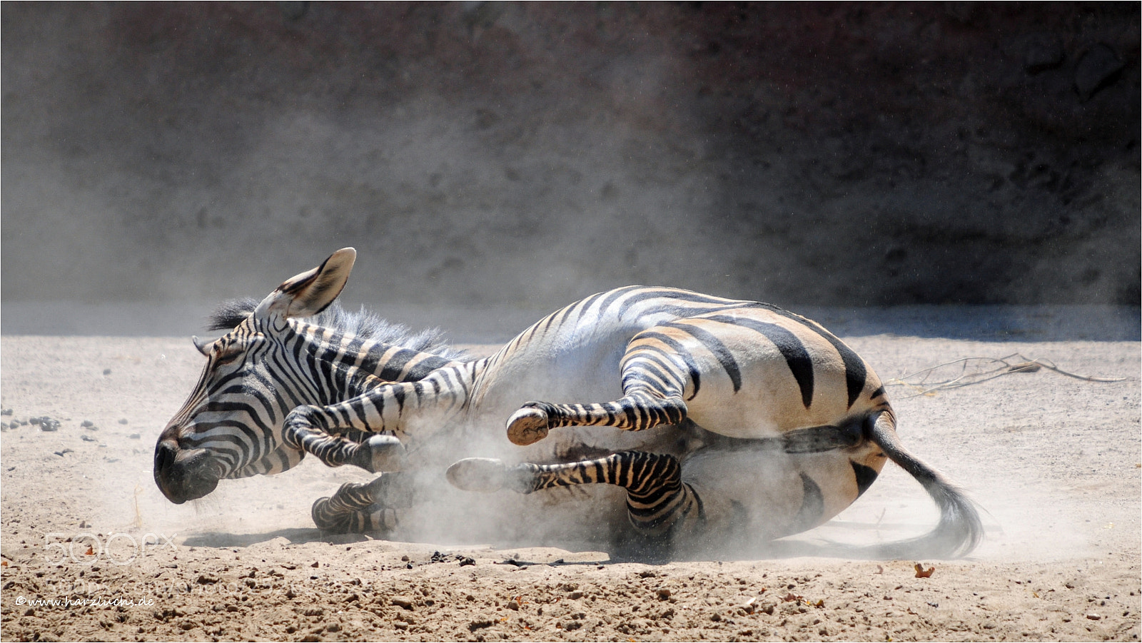 Nikon D300 sample photo. Heute mal ein zebra ... photography